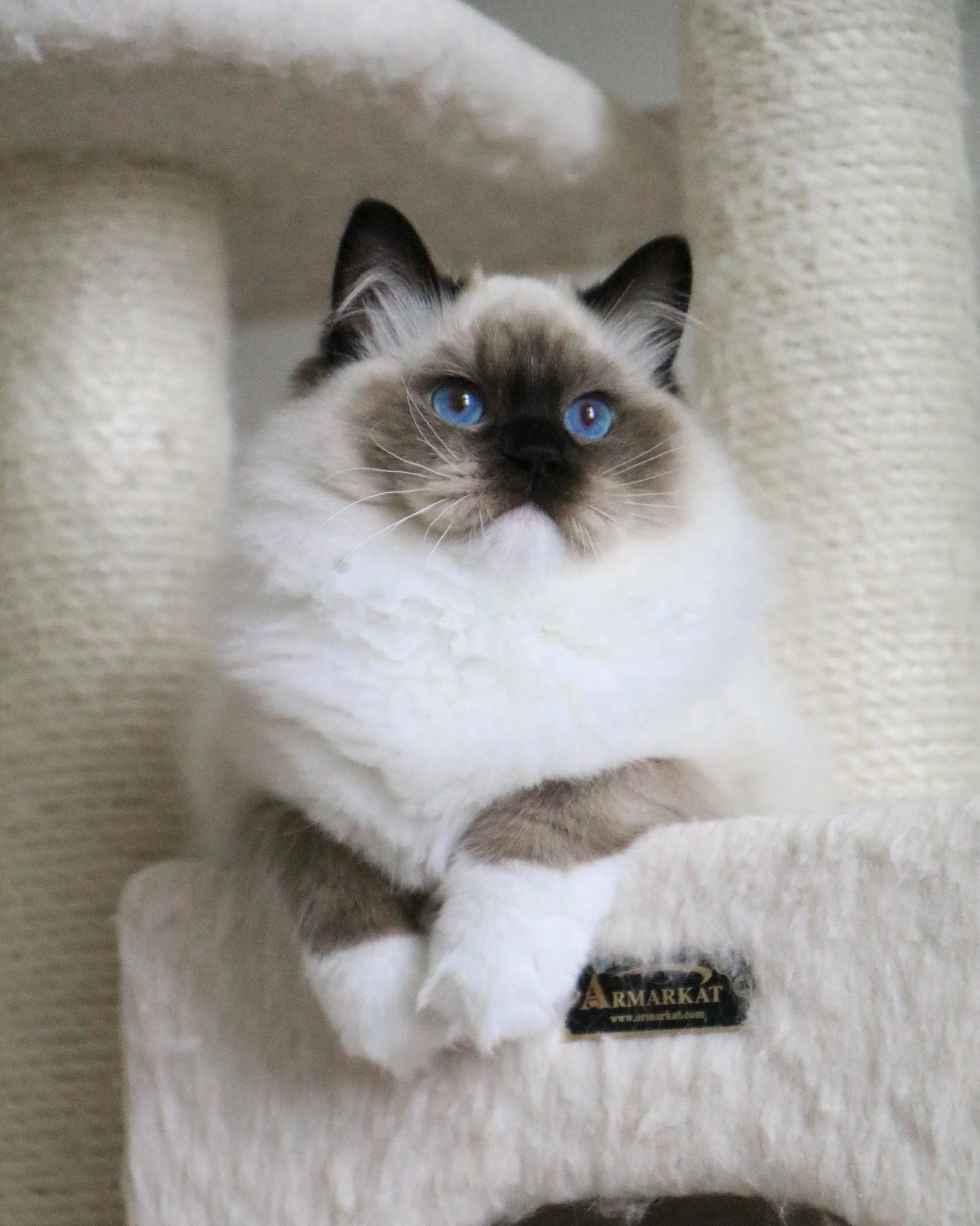 Seal mitted Ragdoll kitten sitting on beige carpeted condo