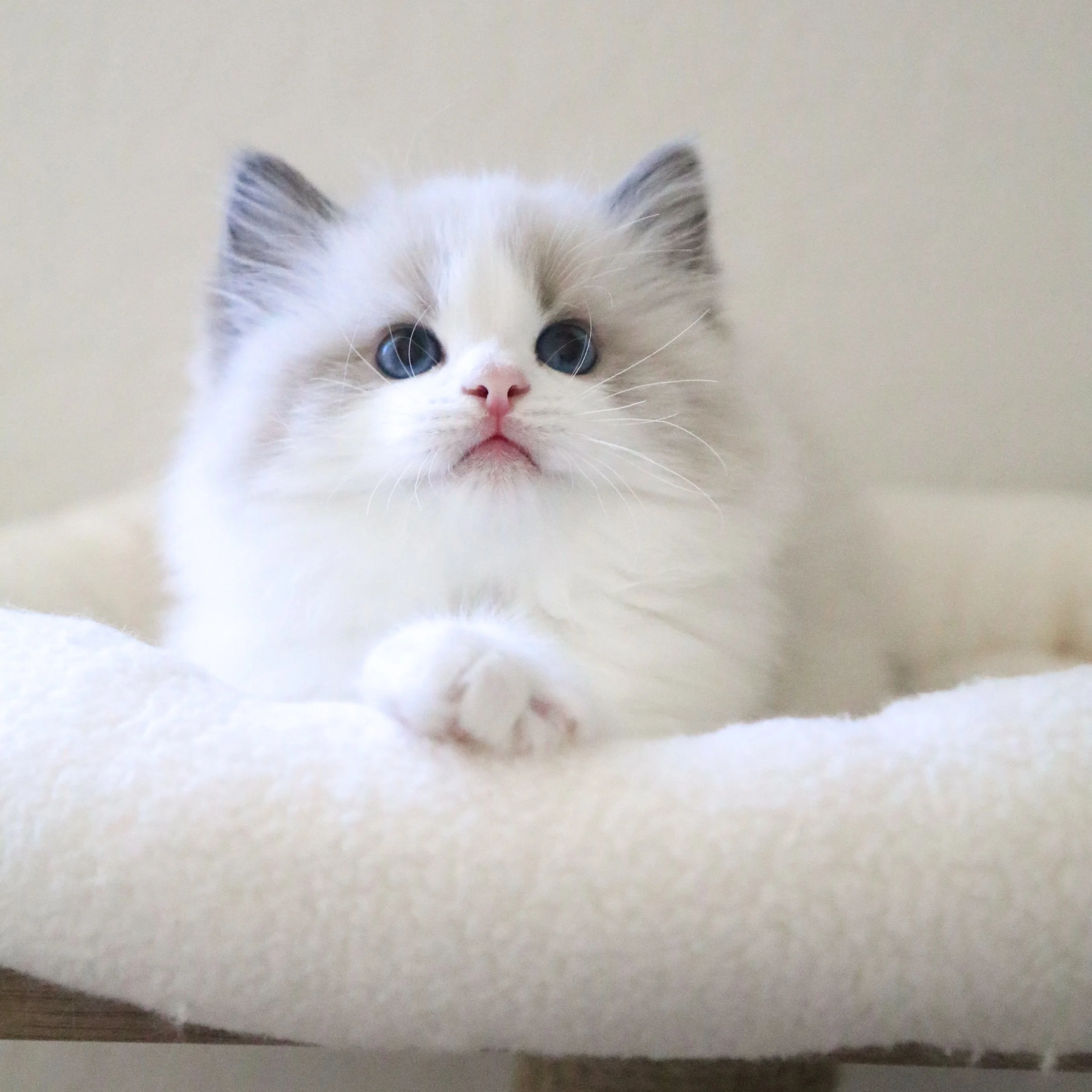 Blue bicolor Ragdoll kitten sitting on white bed