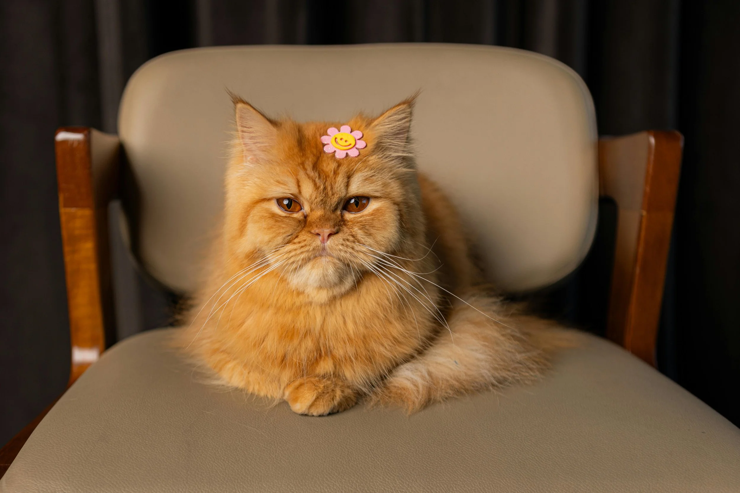 Orange tabby Persian Cat with amber eyes sitting on a beige colored chair and wearing a flower clip on head