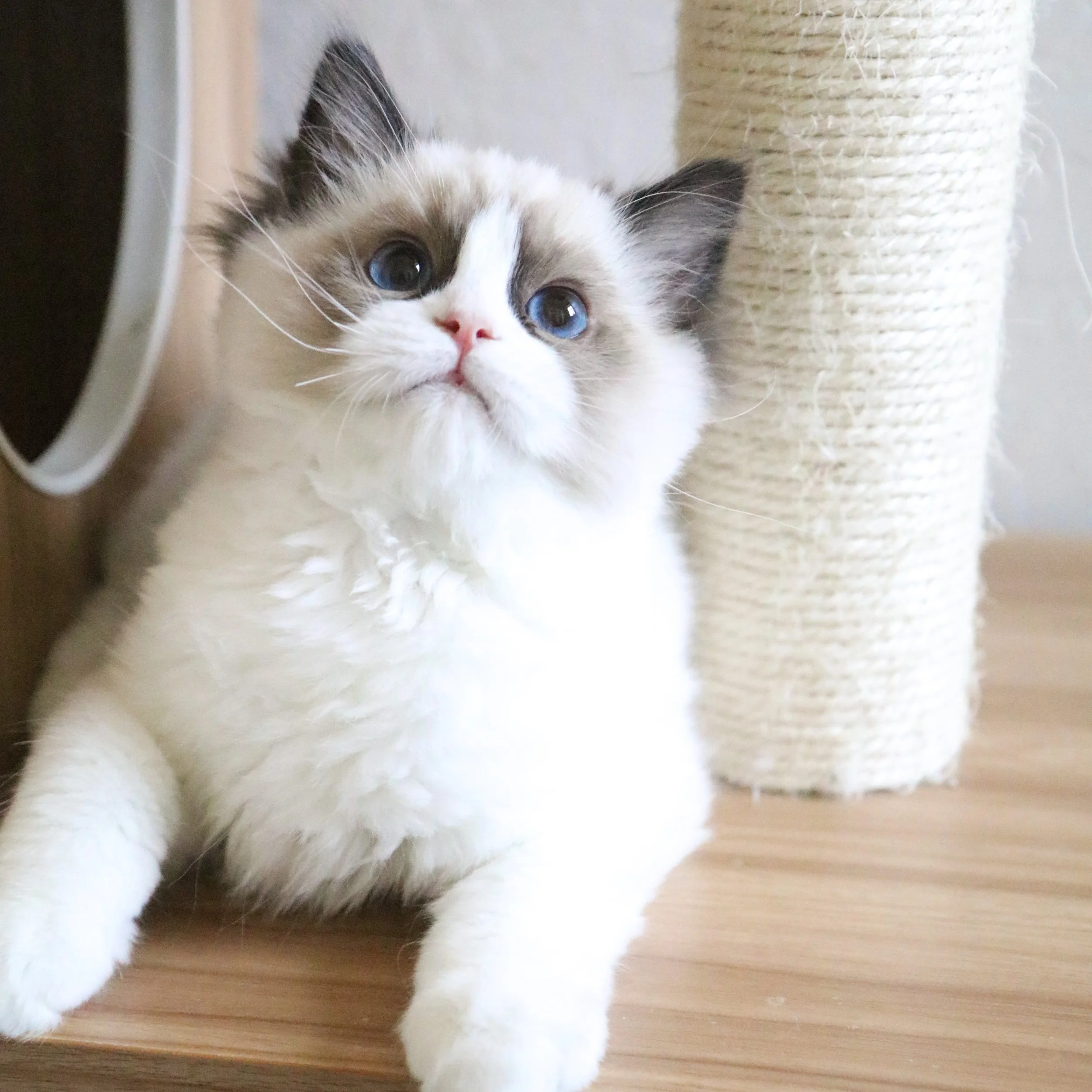 Seal bicolor Ragdoll kitten laying on wooden cat condo in front of beige scratching post