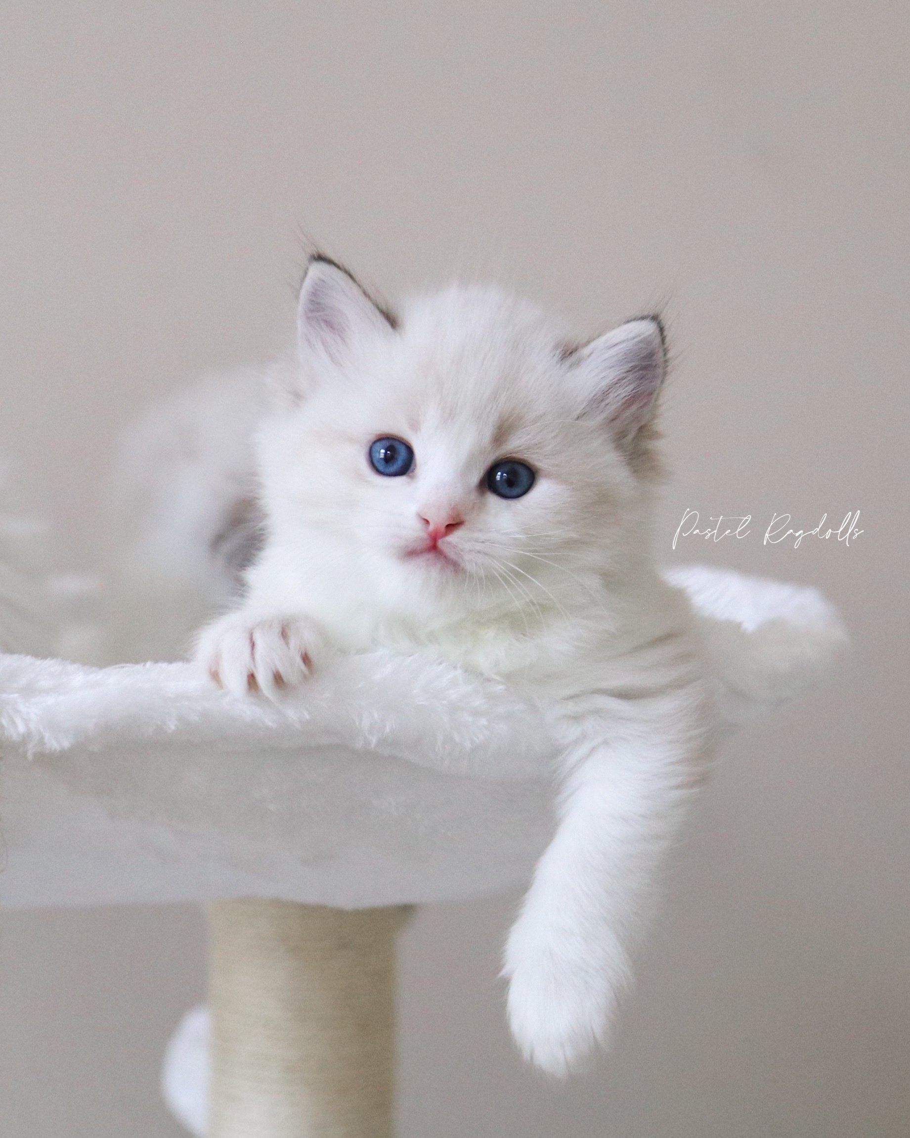 Seal lynx bicolor Ragdoll kitten sitting on a white cat bed with scratching post