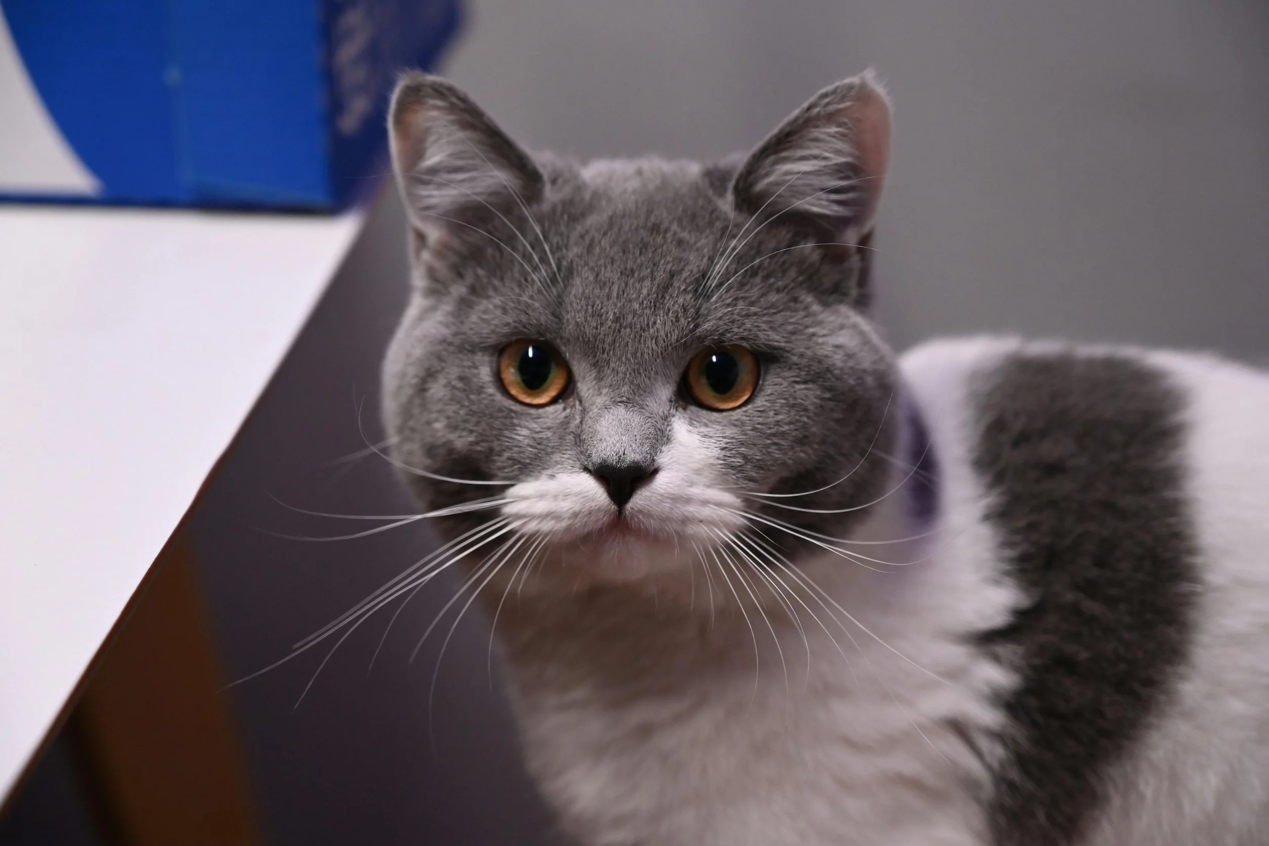 Blue and white British Shorthair cat with brown eyes sitting next to a white table and blue box