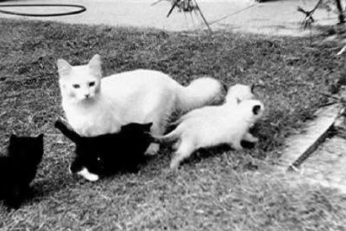 The True History of the Ragdoll Cat: Ann Baker and the Mysterious ...