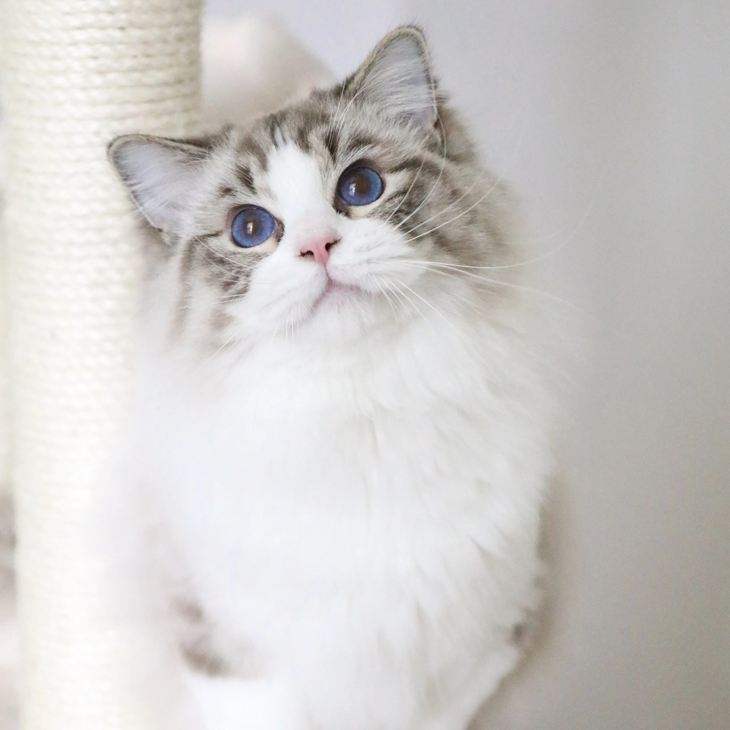 Seal lynx bicolor Ragdoll cat with bright blue eyes and pink nose