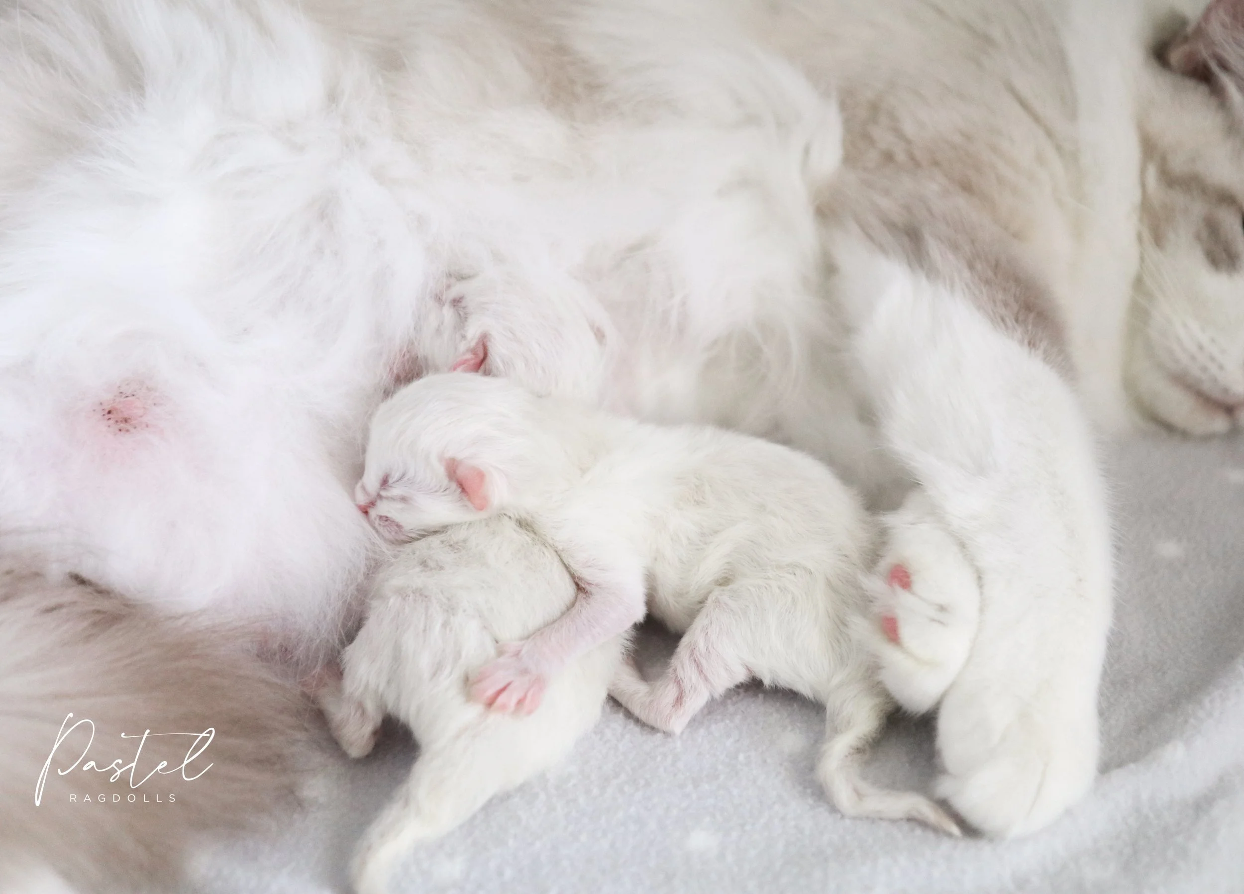 Two white newborn Ragdoll kittens snuggled up and nursing on their mother Ragdoll