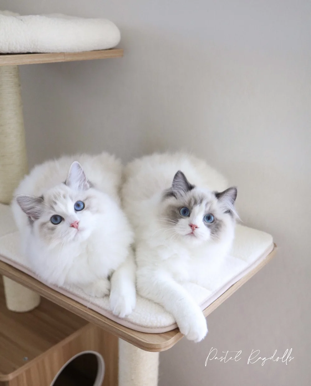 Ragdoll Lifespan - How Long Do Ragdoll Cats Live? — Ragdoll Kittens For ...