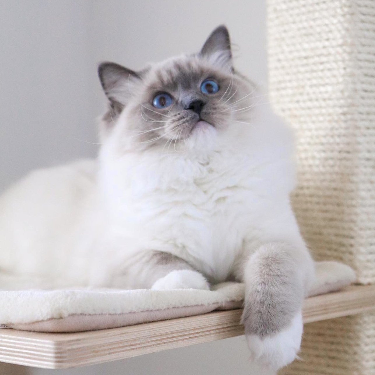 Blue mitted Ragdoll cat sitting on wooden cat condo