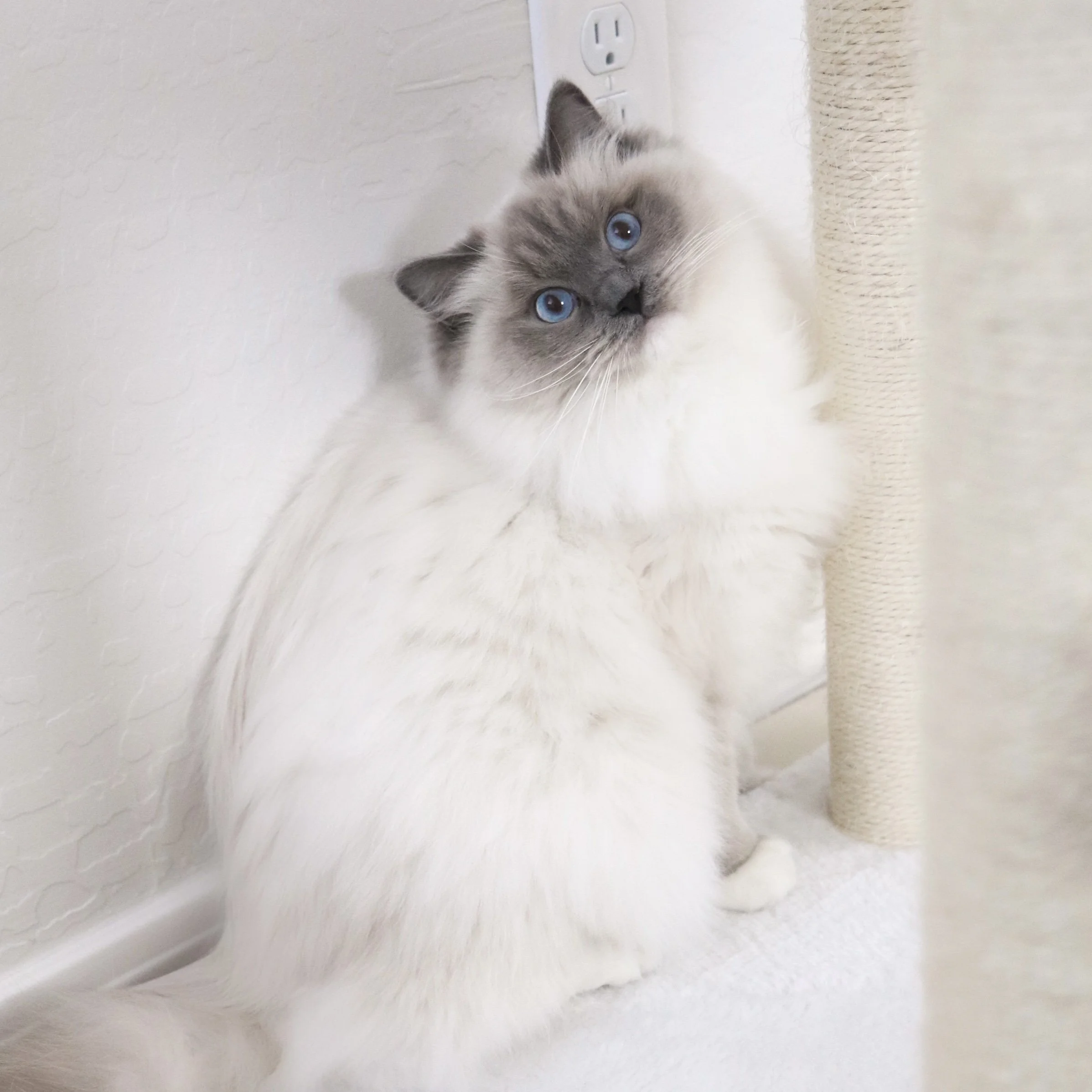 Blue mitted Ragdoll cat with playful expression sitting in front of white wall