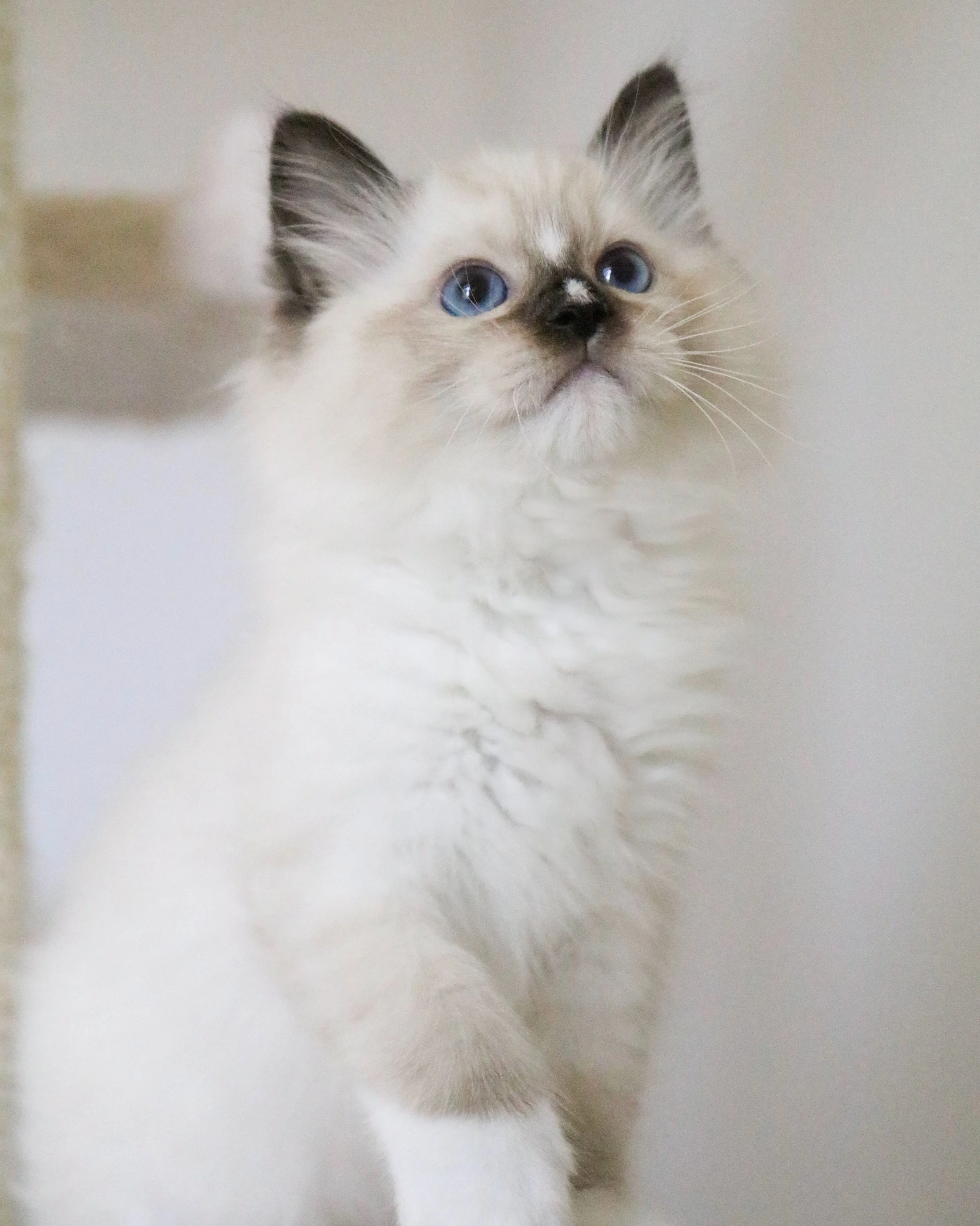 Zeus-3.JPG