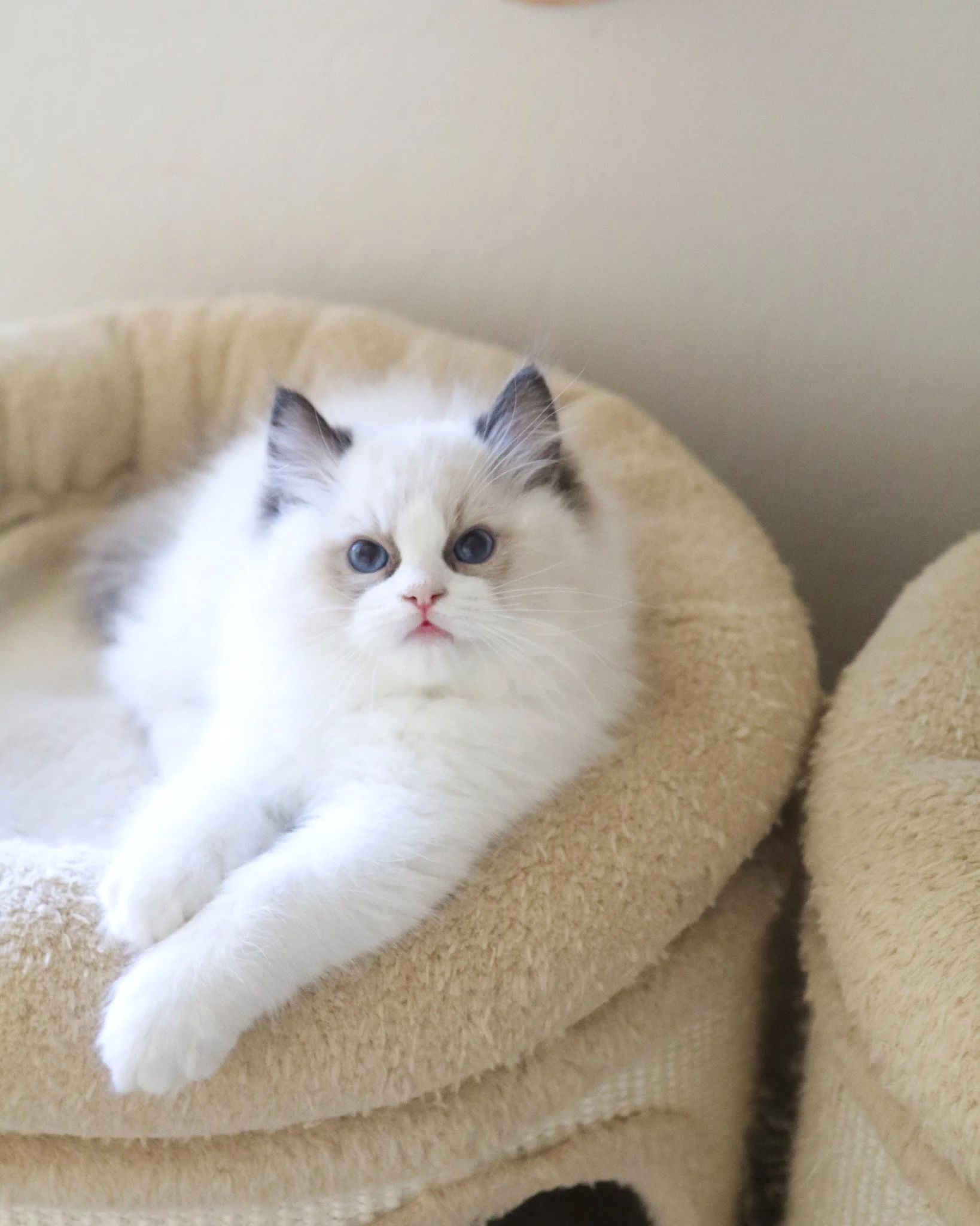 Ragdoll Kittens for Sale — Ragdoll Kittens For Sale | Ragdoll Breeder