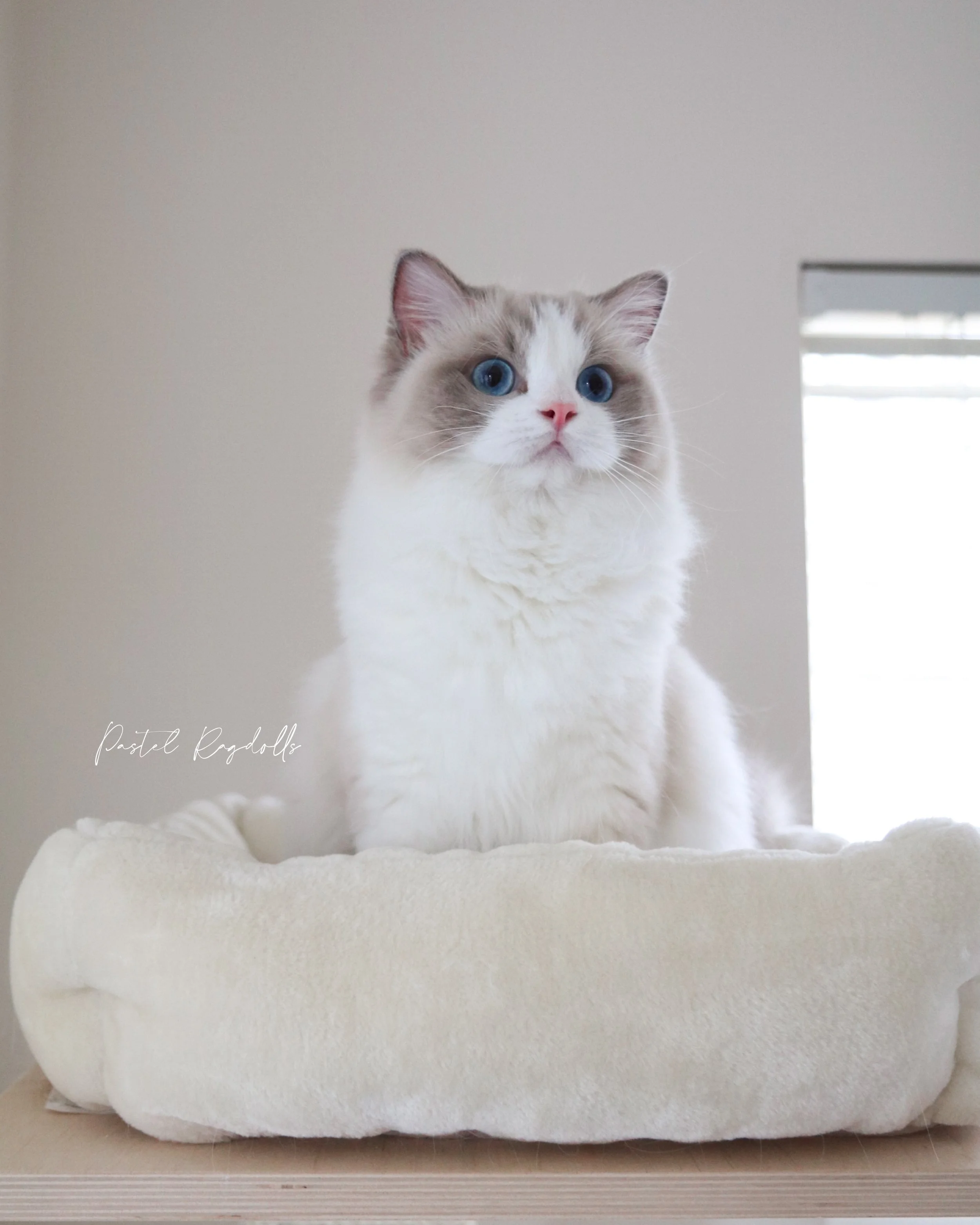 Female blue bicolor Ragdoll cat with blue eyes and pink nose sitting on a beige cat bed