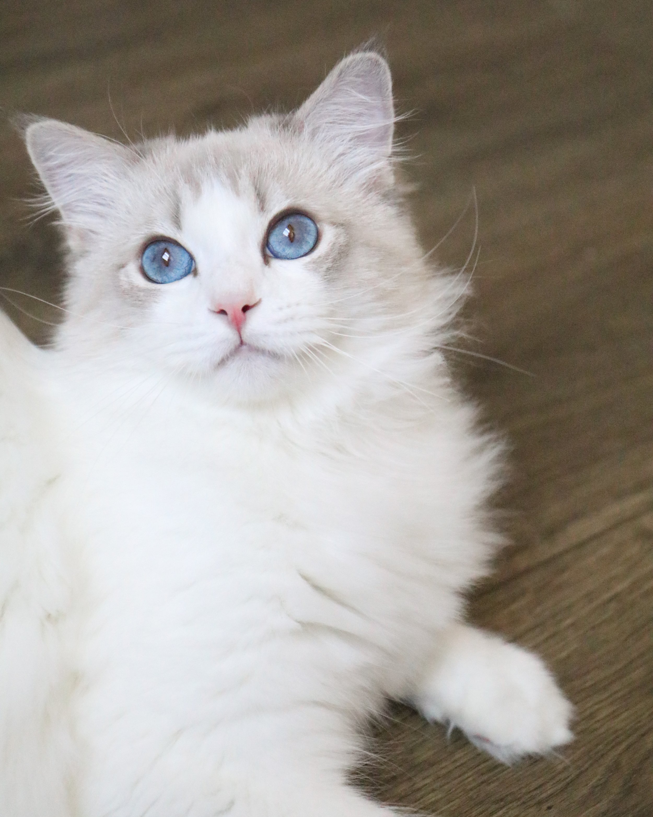 Blue lynx bicolor male Ragdoll cat laying on dark wood flooring