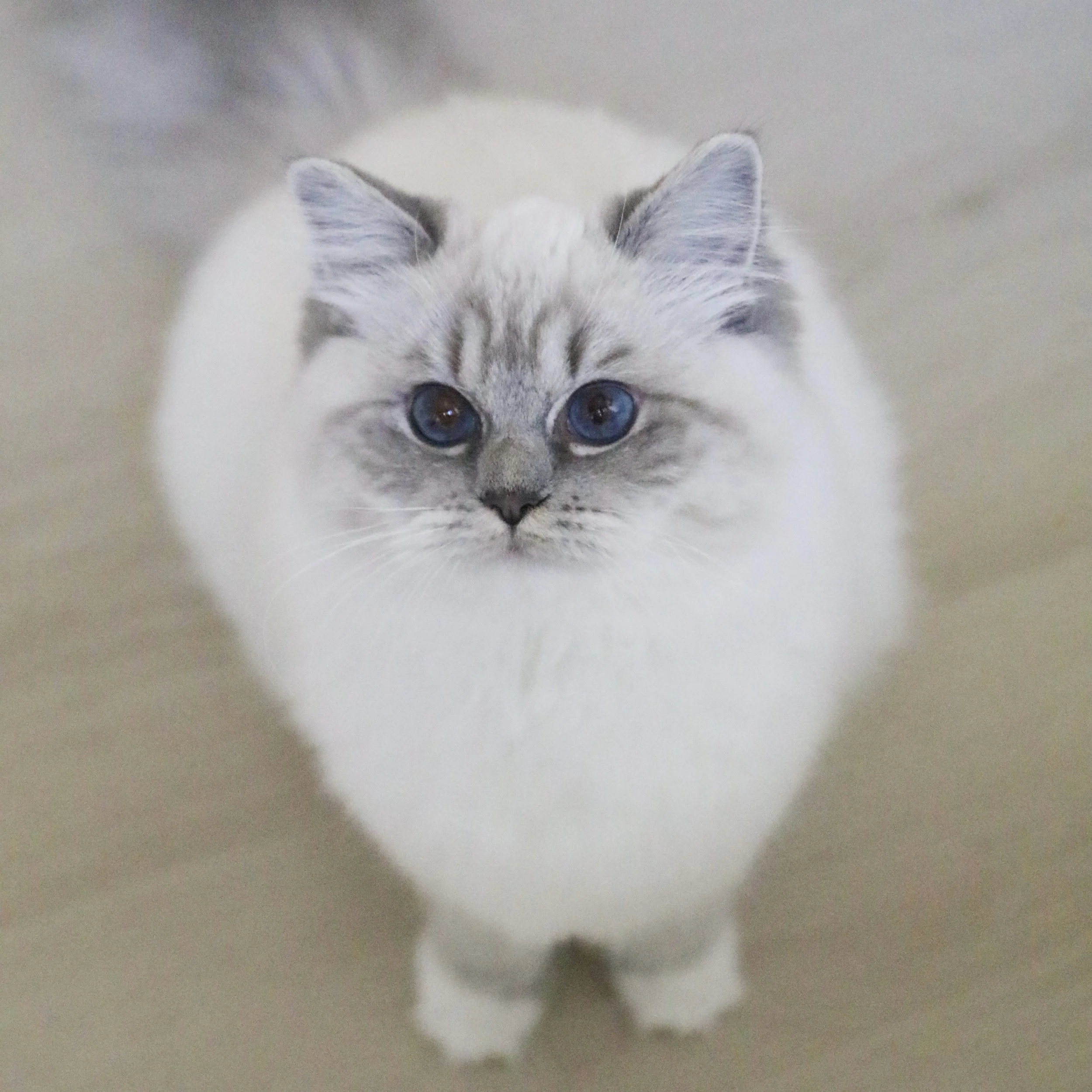 Blue lynx mitted Ragdoll cat sitting on light wood flooring