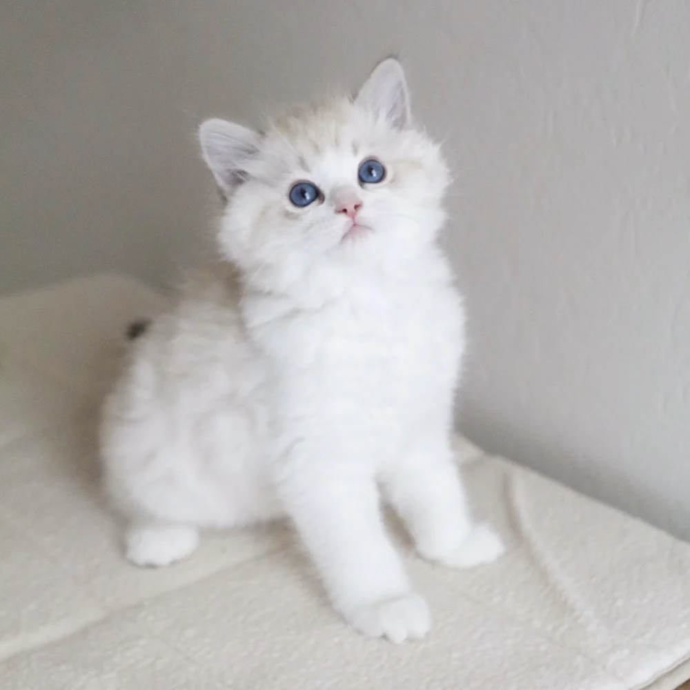How Much Does a Ragdoll Kitten Cost? - Ragdoll Pricing Guide — Ragdoll