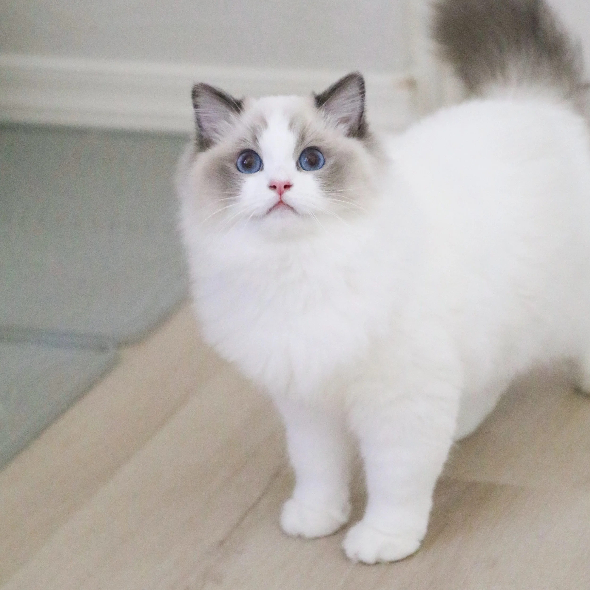 Blue bicolor Ragdoll cat standing on light wood flooring