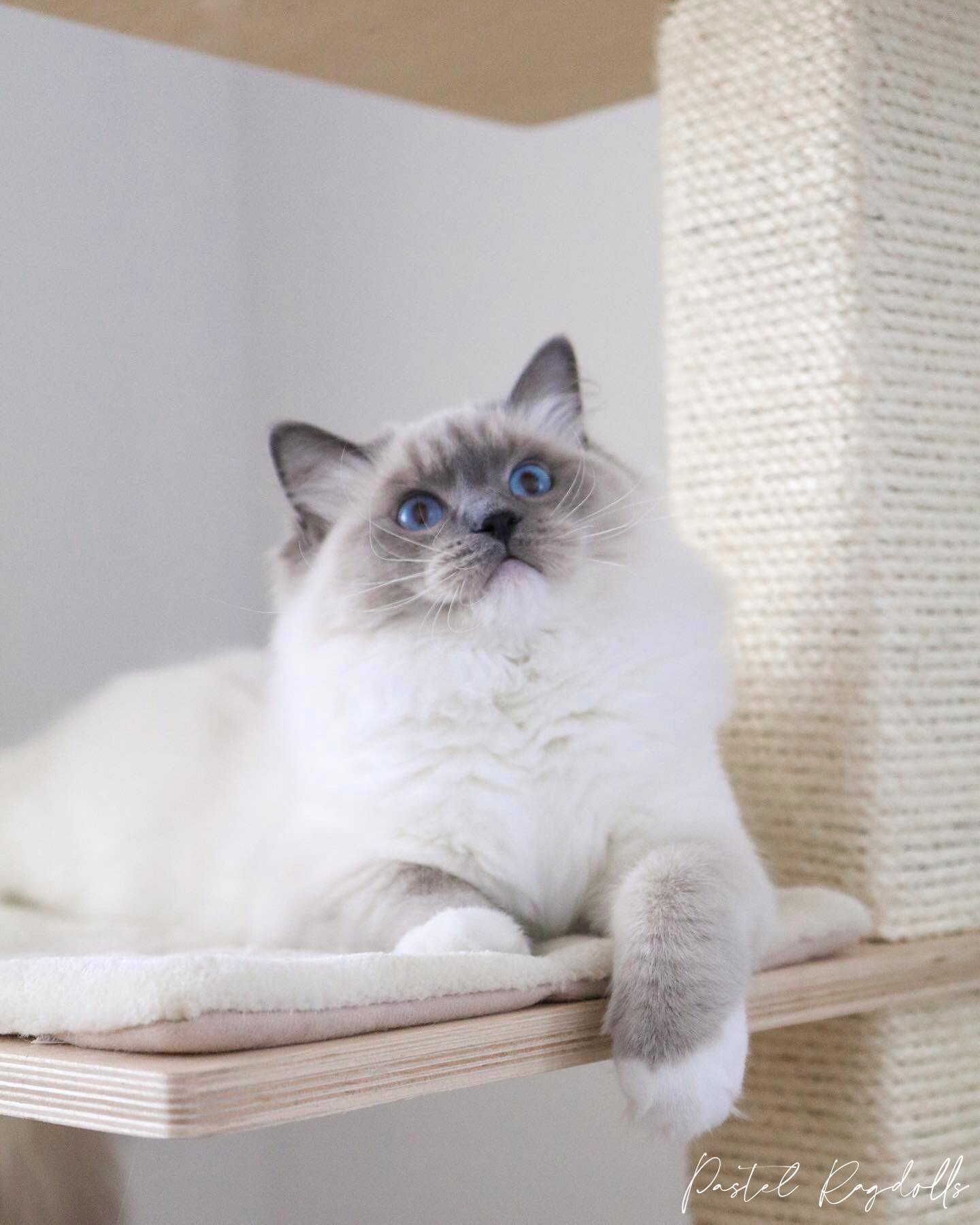 Blue mitted Ragdoll cat perching on a beige cat tree condo