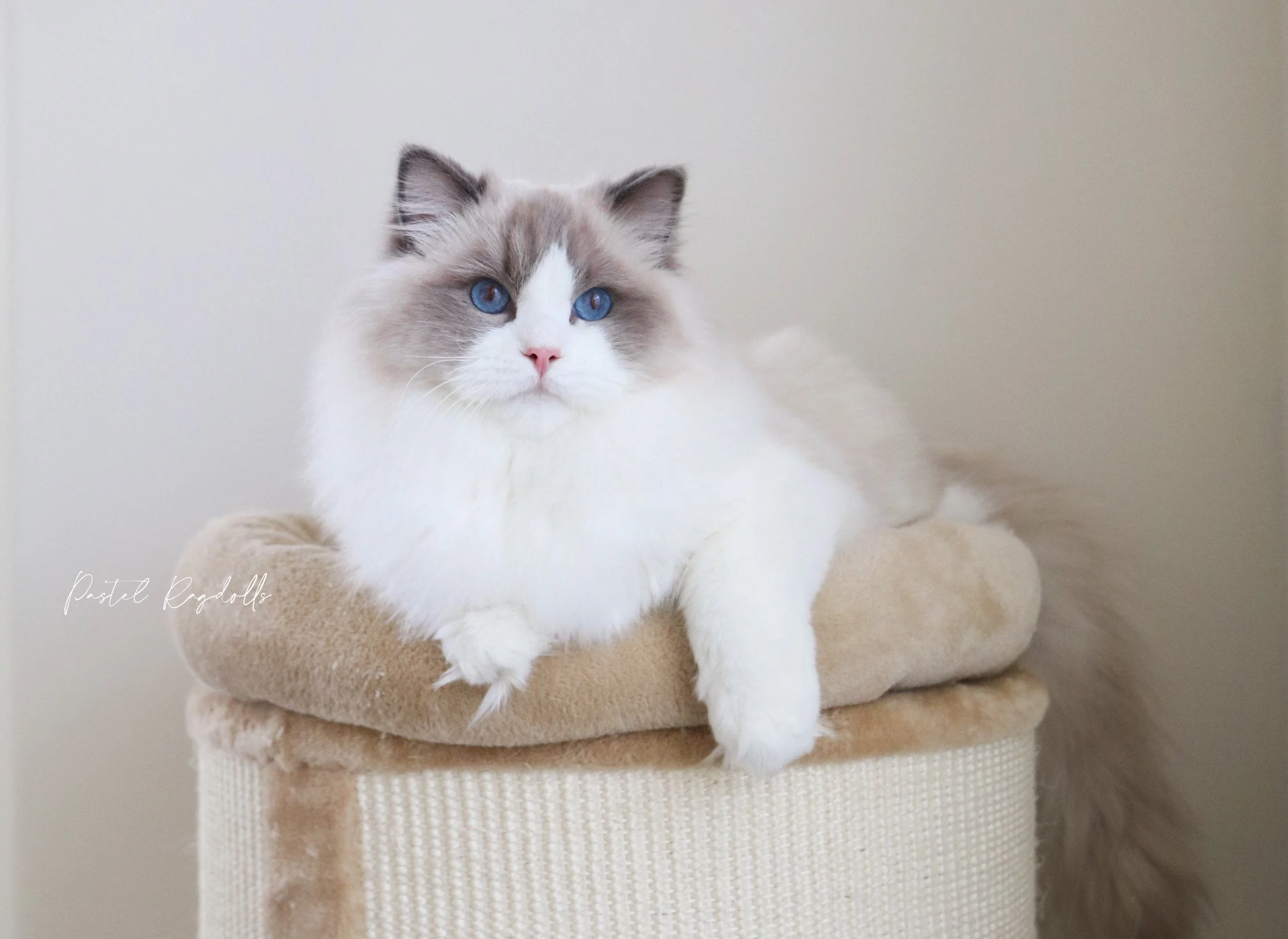 Blue bicolor Ragdoll cat sitting on a tan cat condo tree in front of white wall