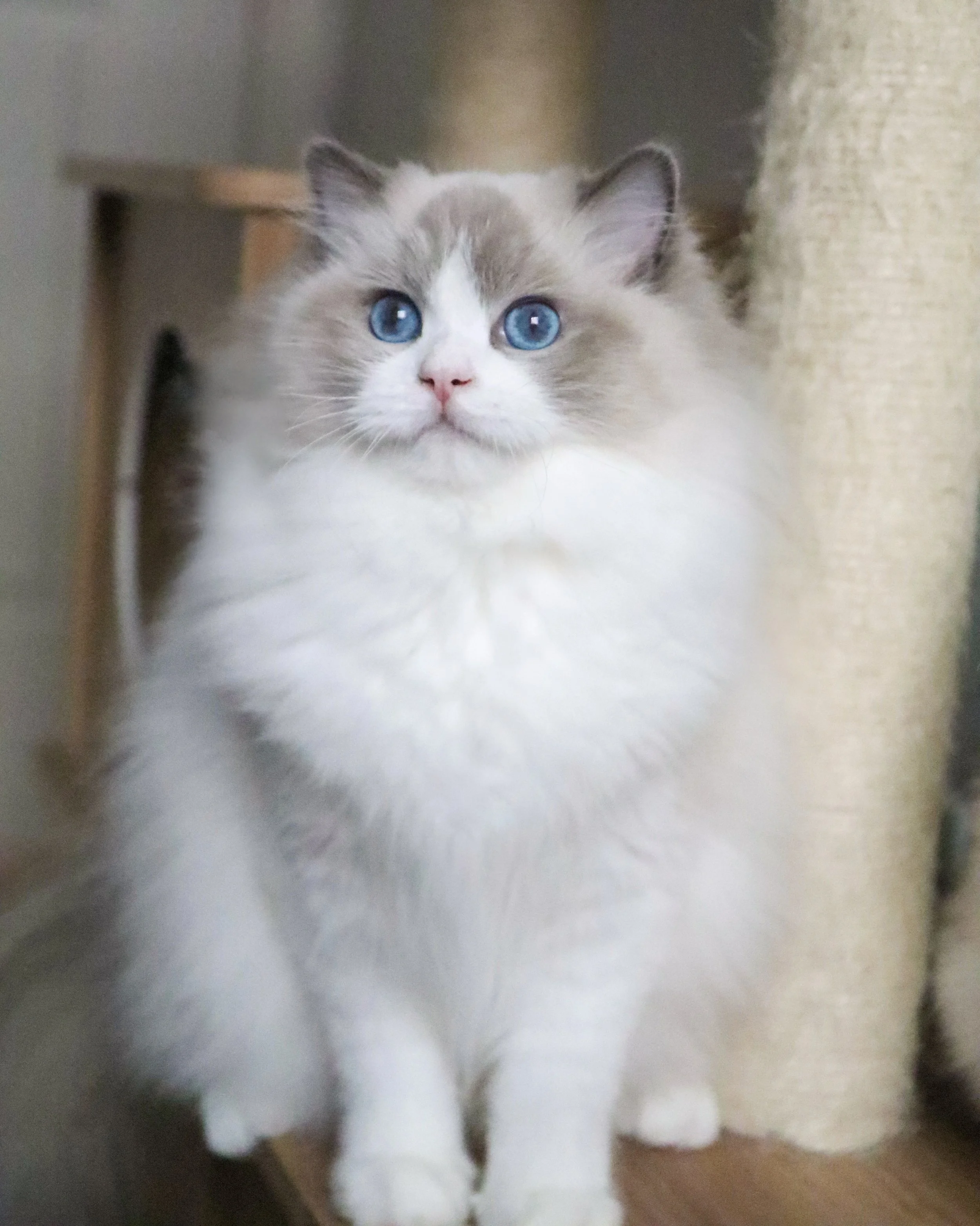 Blueberry-3.JPG