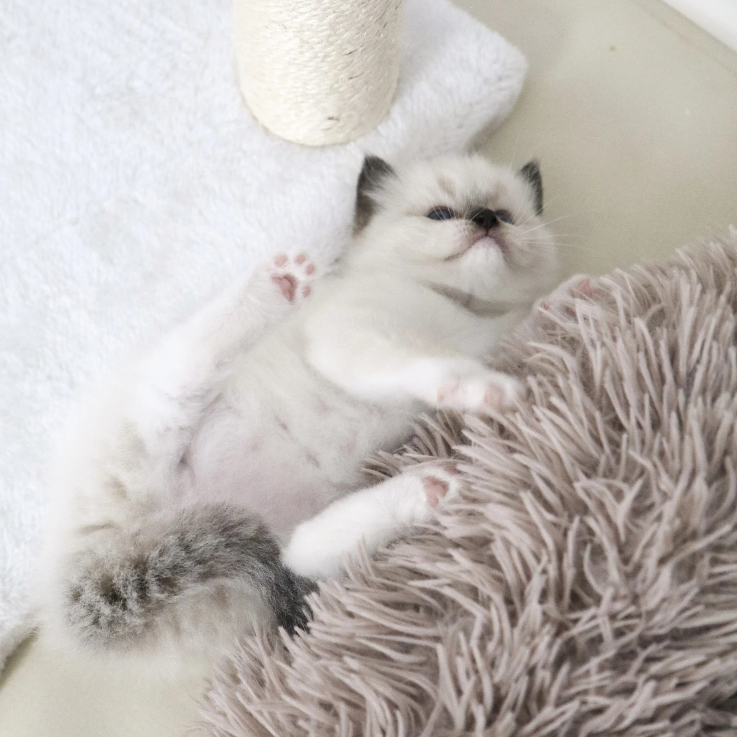 The Seal Mitted Ragdoll — Ragdoll Kittens For Sale | Ragdoll Breeder
