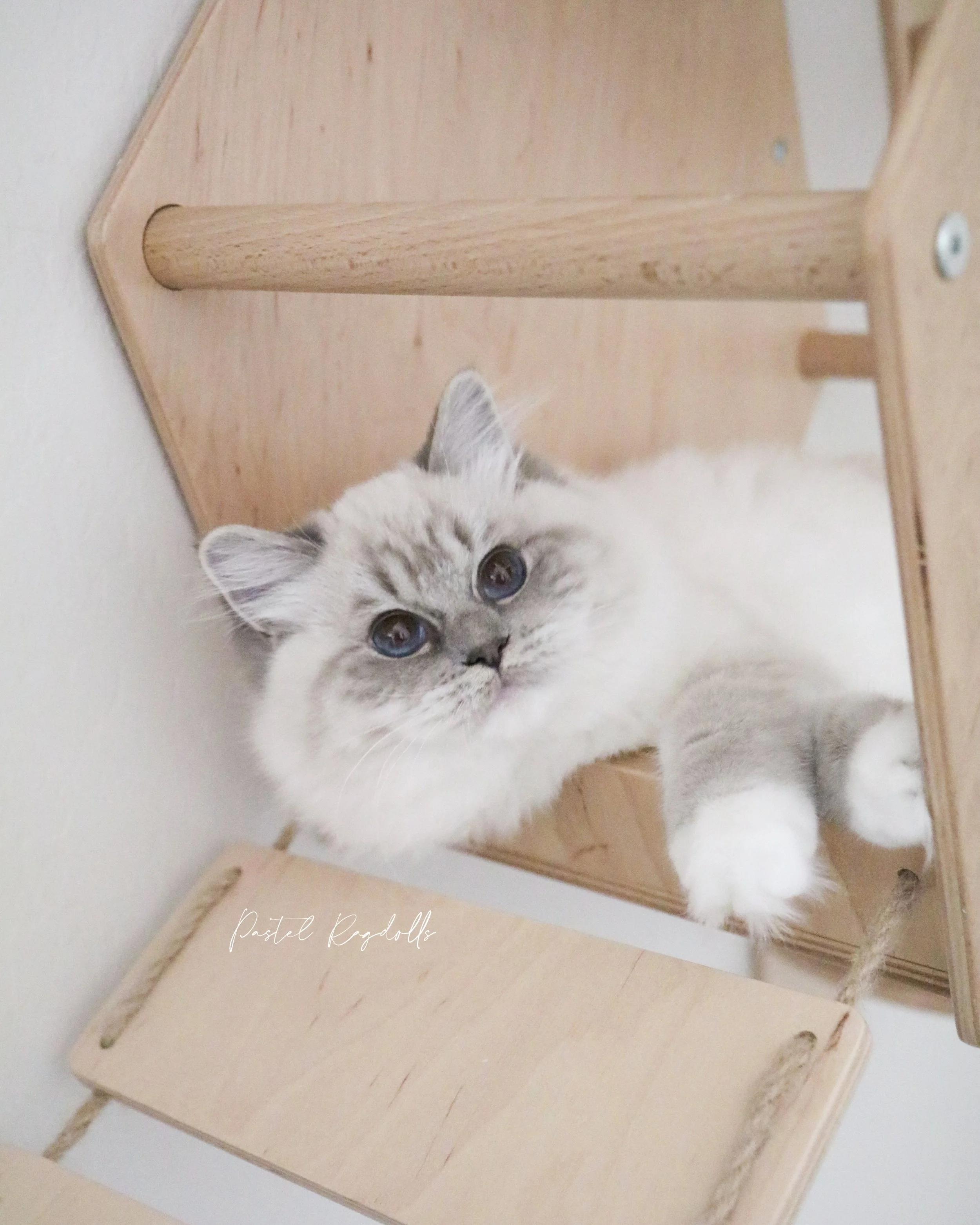 Blue lynx mitted Ragdoll kitten sitting on wooden cat wall tree