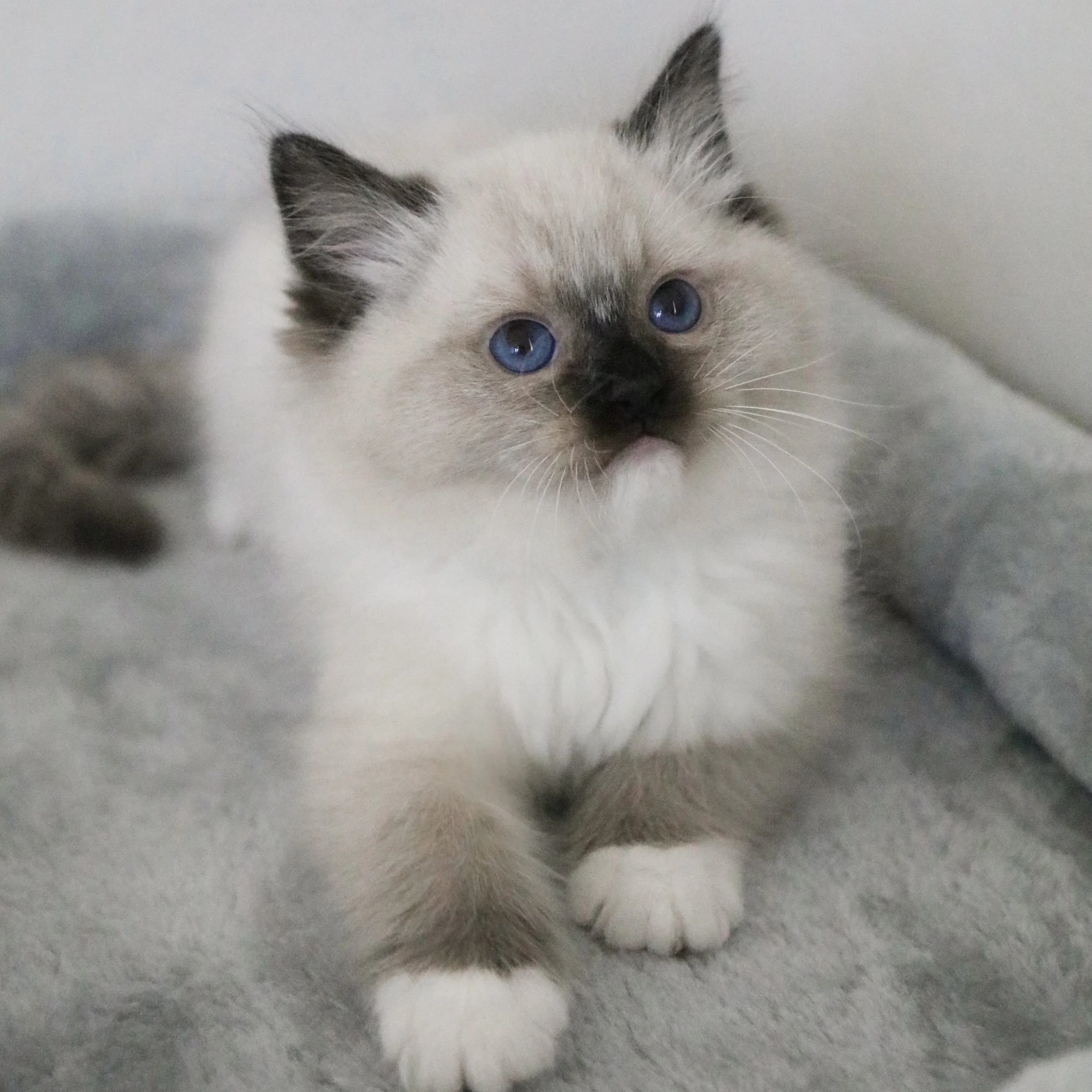 Seal mitted Ragdoll kitten sitting on blue bed