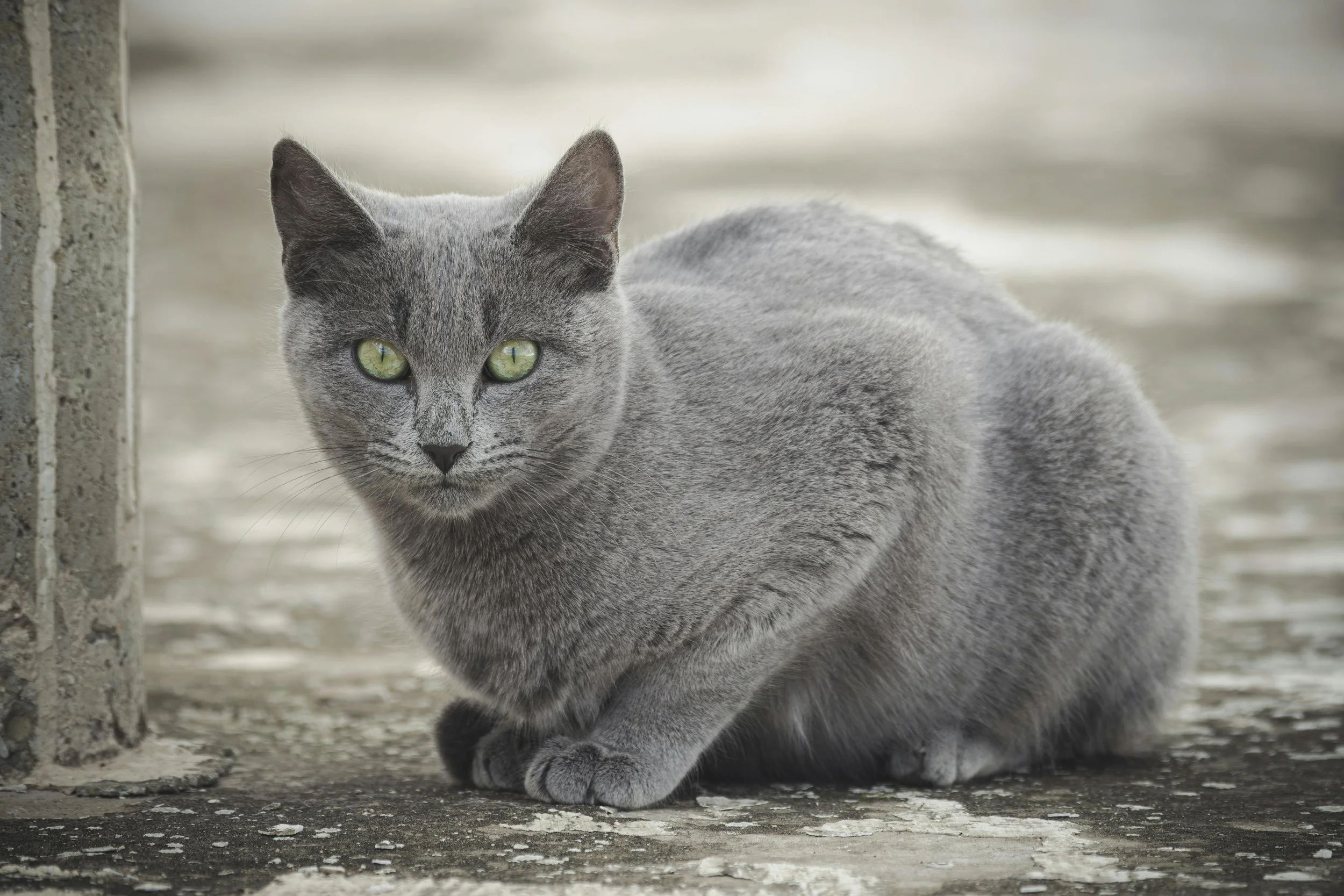 Russian Blue cat with green eyes sitting on concrete sidewalk