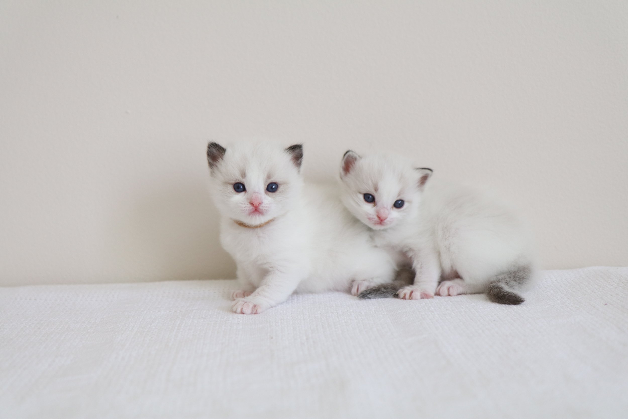 Seal bicolor Ragdoll kitten sitting next to seal lynx bicolor Ragdoll kitten on white blanket