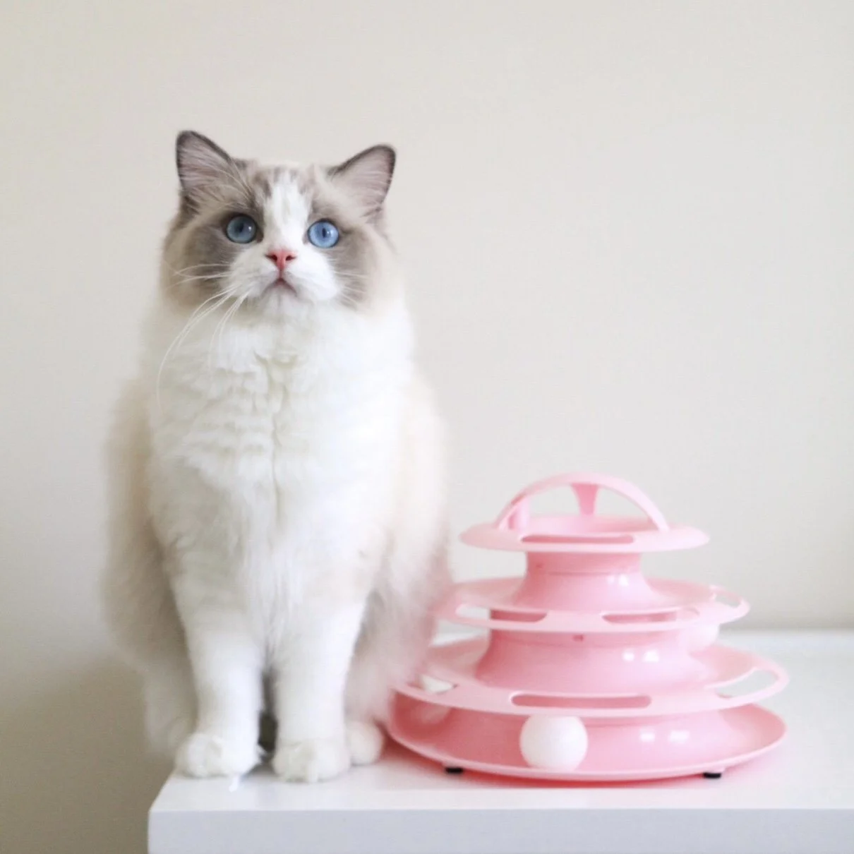 Blue bicolor Ragdoll cat sitting next to a pink ball toy. Links to our Ragdoll Characteristics resource.