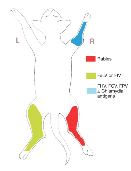 Cat vaccination limb injection chart, displaying proper injection technique for Rabies, FIV, FeLV, FVRCP, Chlamydia