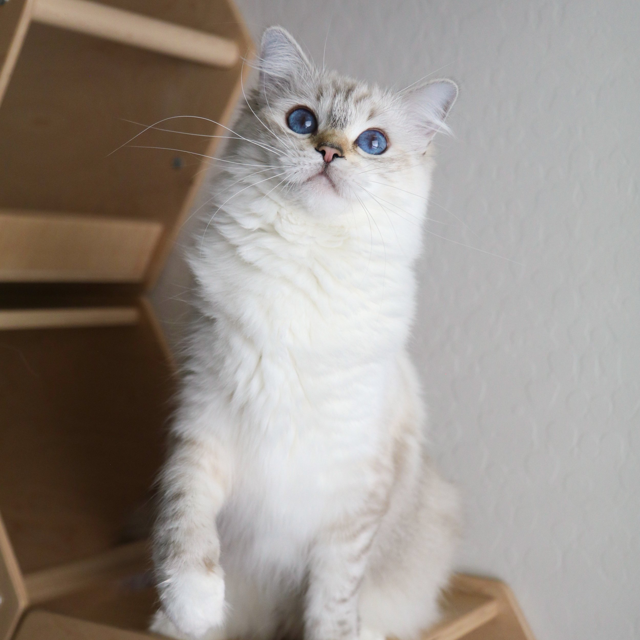 Seal lynx mitted Ragdoll cat sitting in front of grey wall