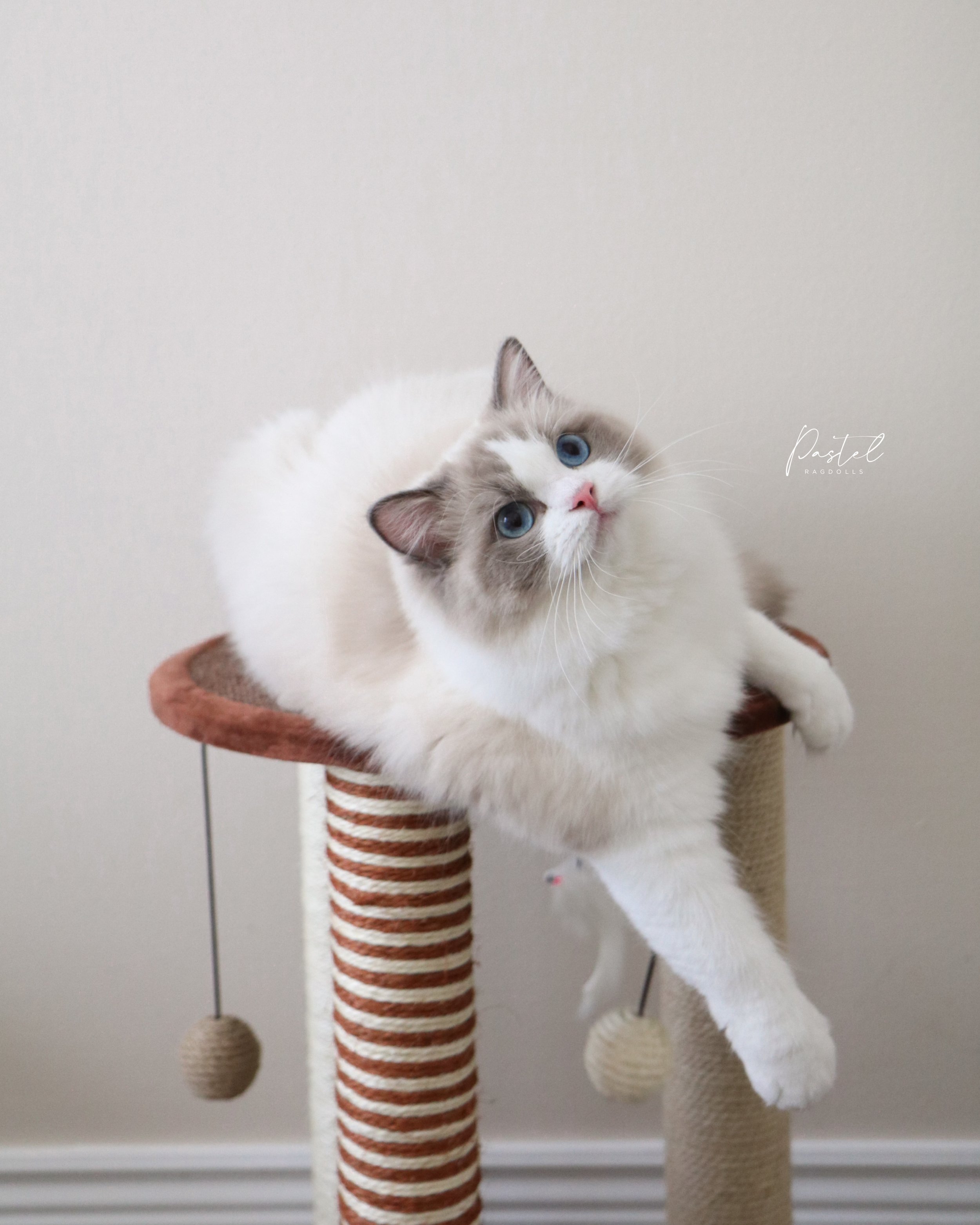 Blue bicolor Ragdoll cat laying on striped scratching post