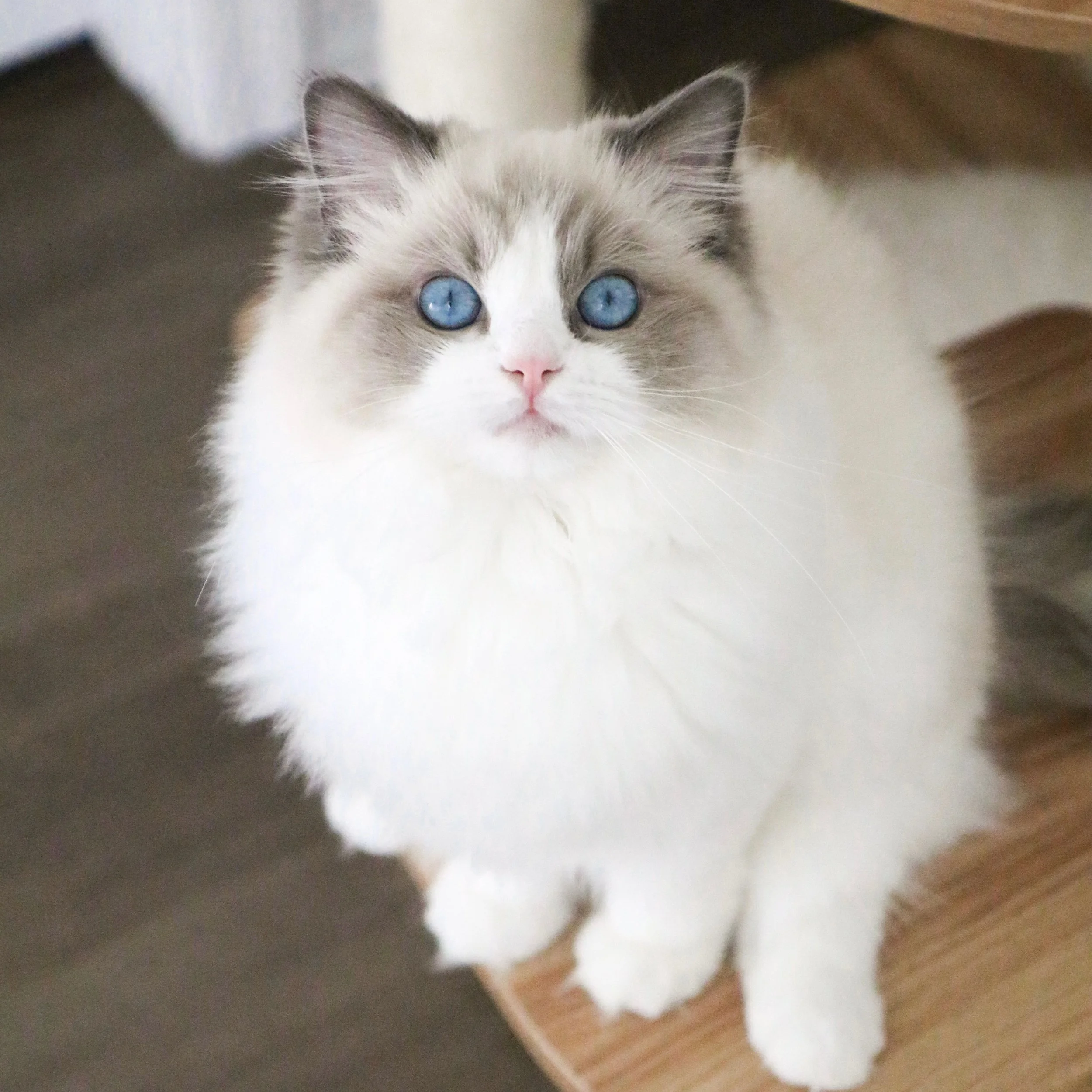 Blue bicolor Ragdoll cat with blue eyes sitting on wooden ledge looking up