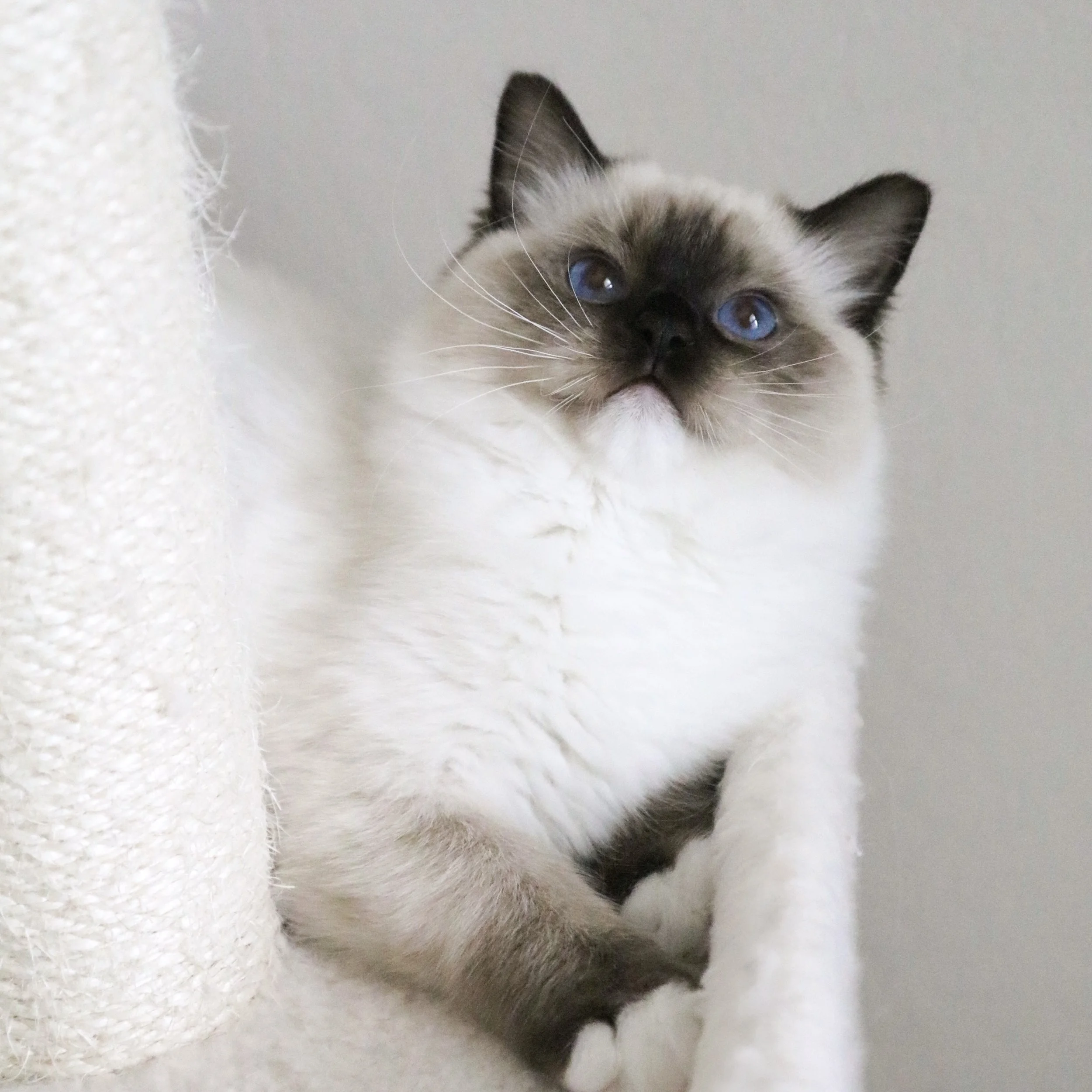 Seal mitted Ragdoll cat sitting on carpeted beige condo