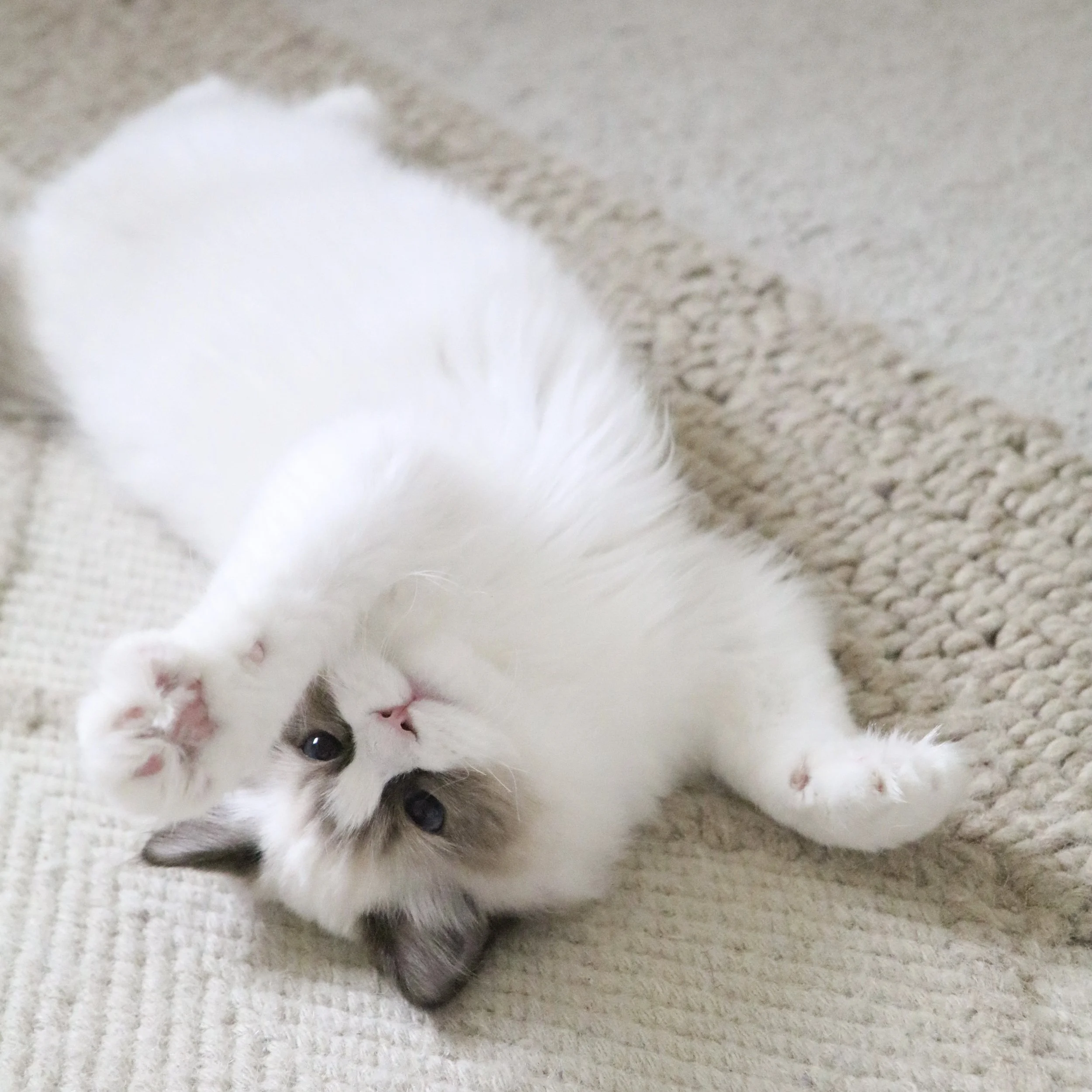 Seal bicolor Ragdoll kitten laying on boho rug with belly shown and paw extended. Links to our Ragdoll Breed History resource.