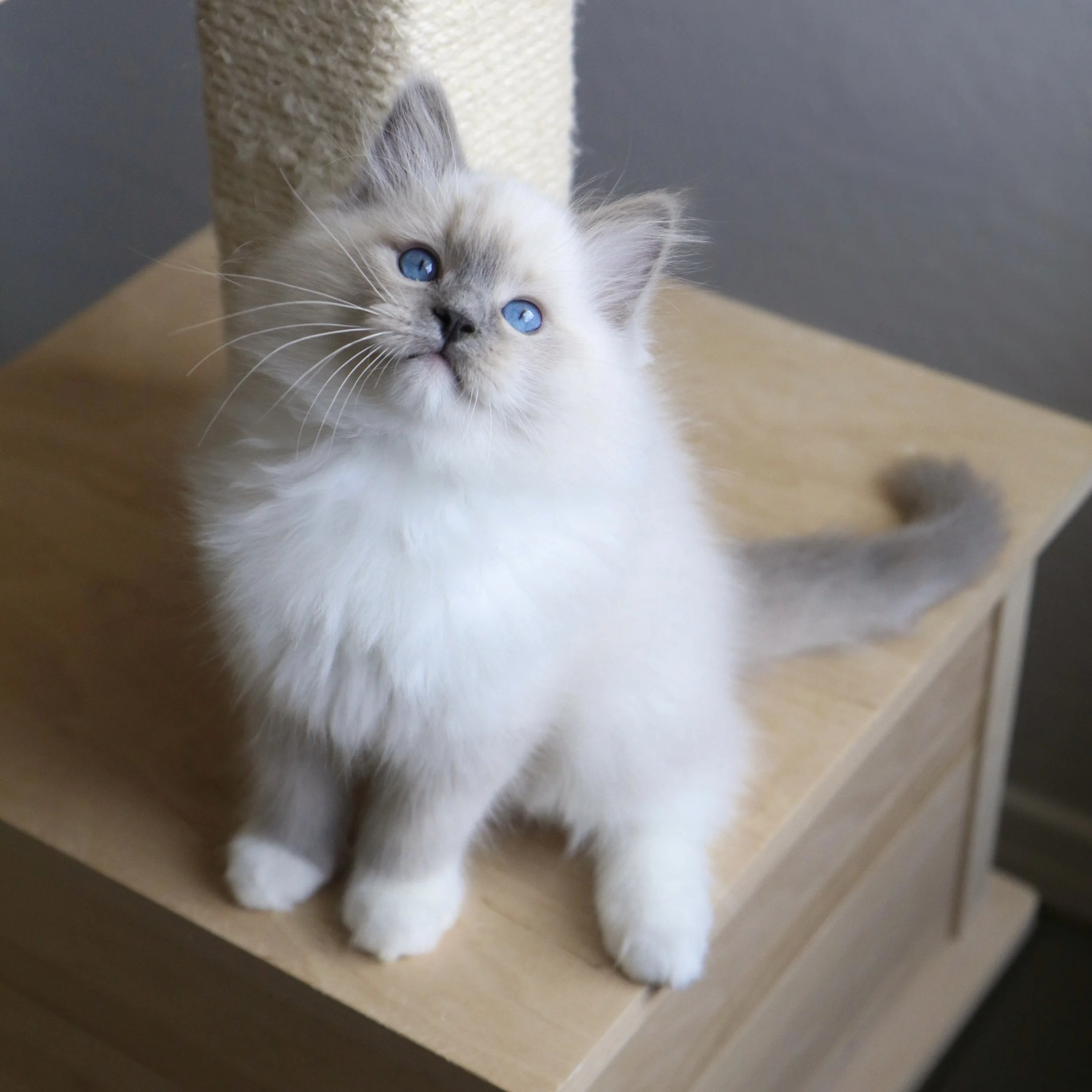 Blue mitted Ragdoll kitten sitting on wooden cat condo looking up