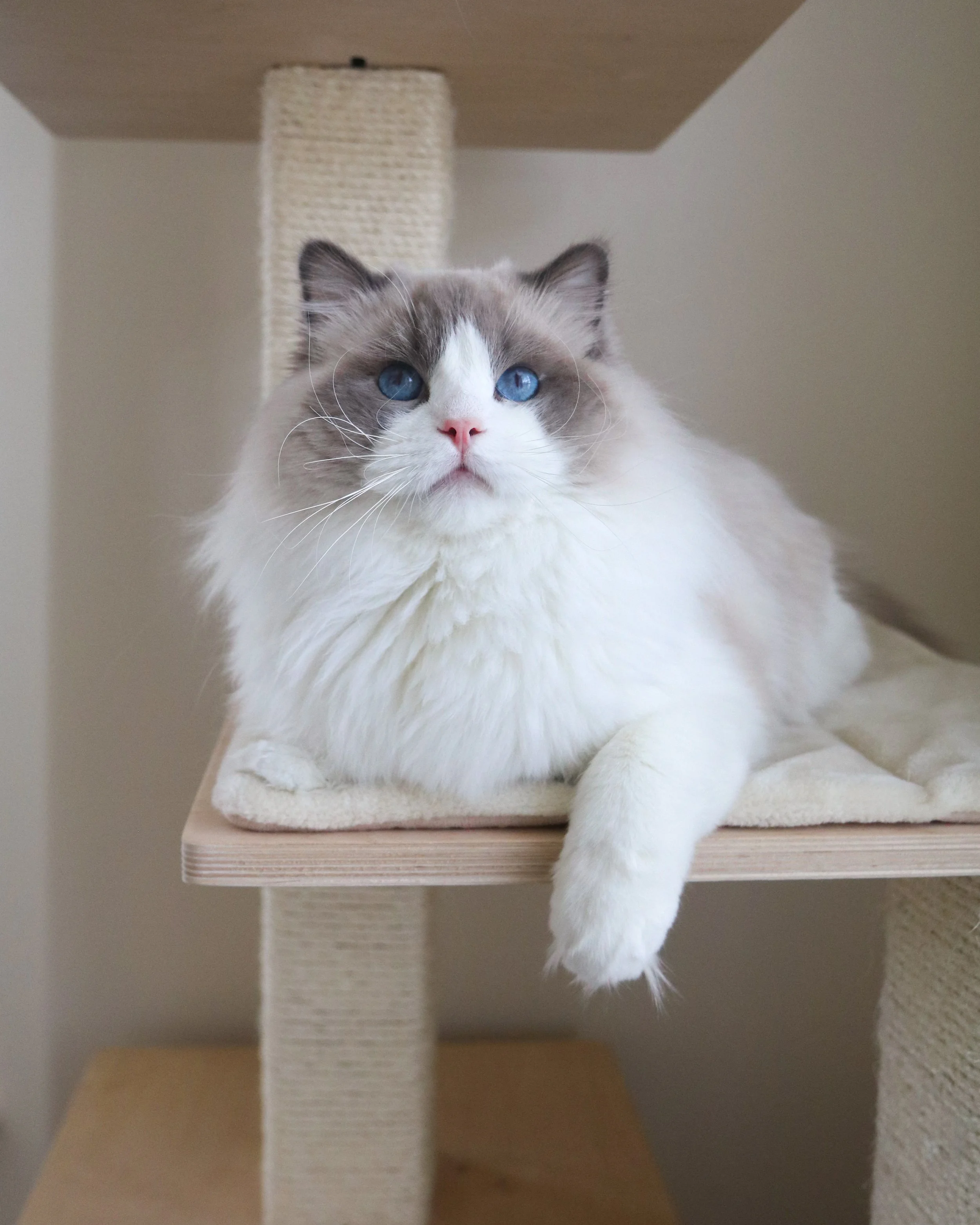Blue bicolor male Ragdoll cat sitting on wooden cat condo with front paw extended