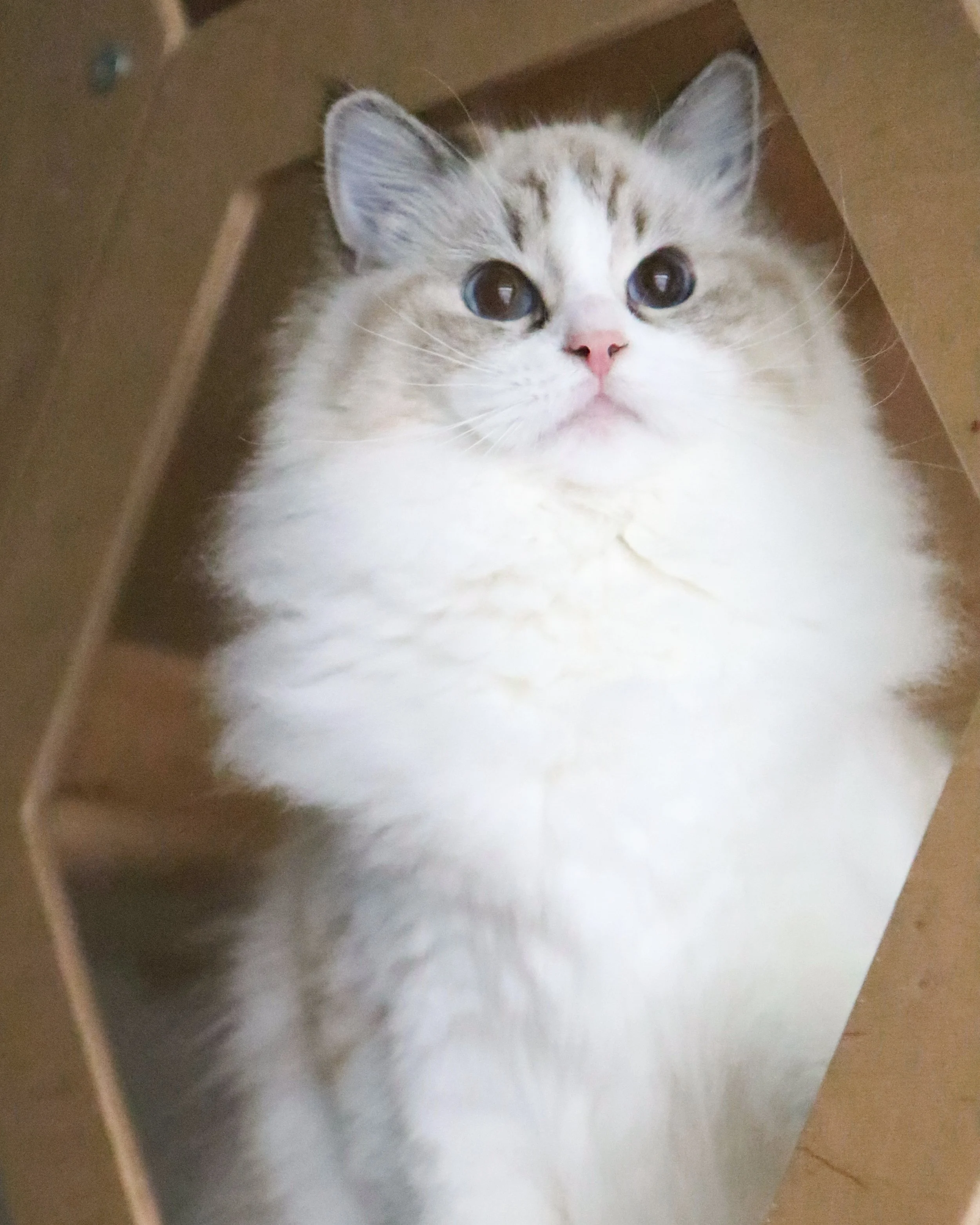 Seal lynx bicolor Ragdoll cat sitting on wood cat wall