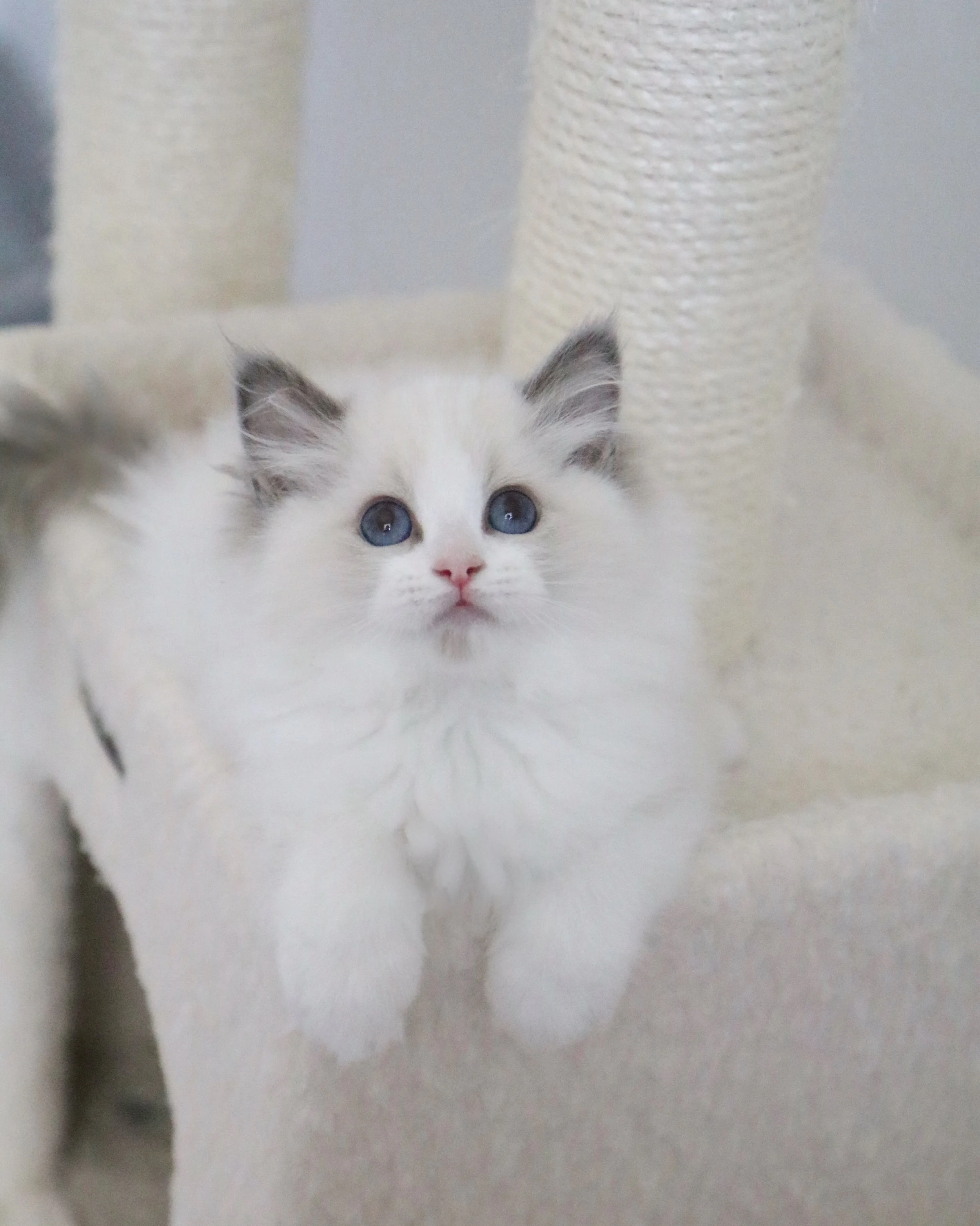 Blue bicolor Ragdoll kitten with blue spot on chin sitting on carpeted beige cat condo
