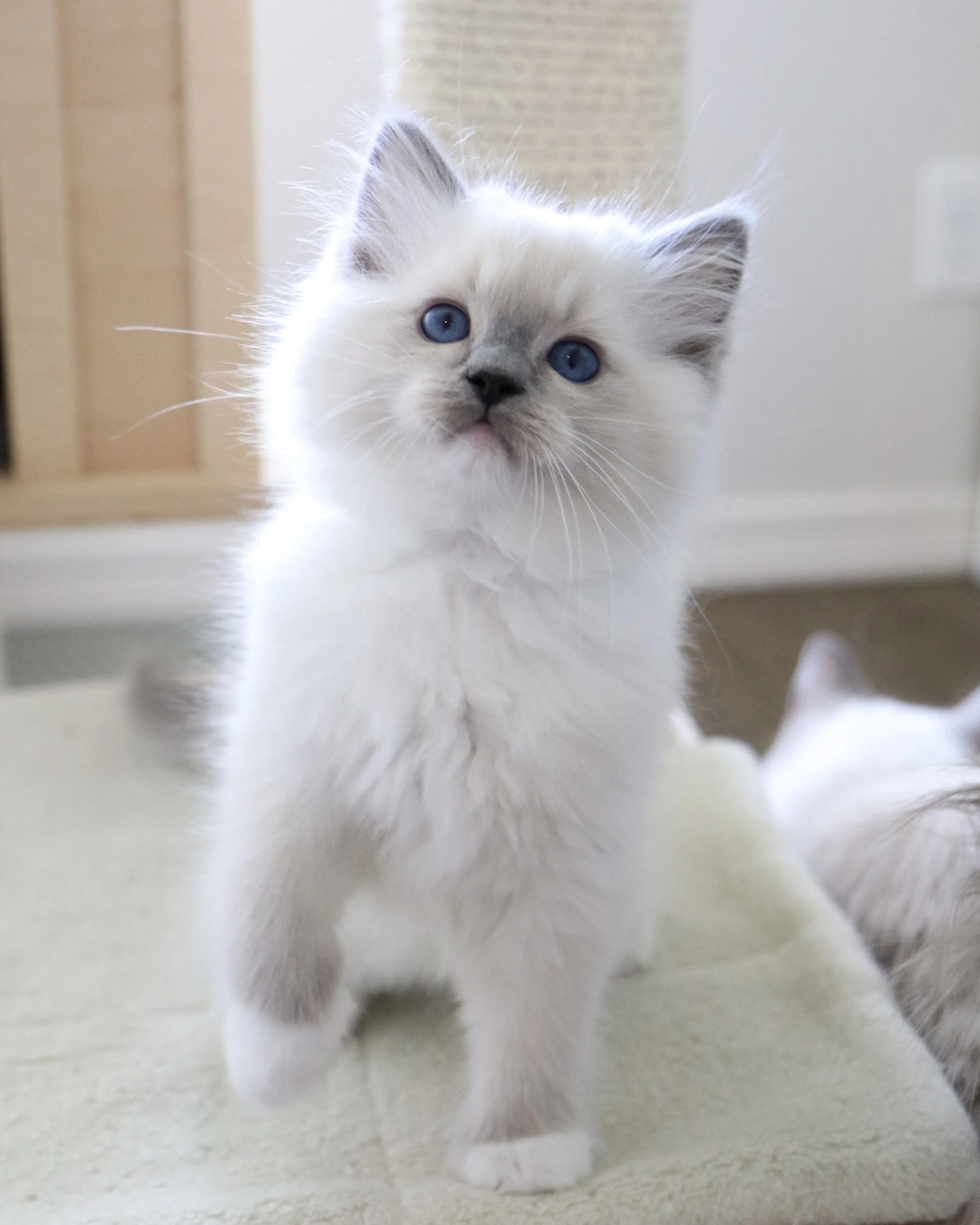 Blue mitted Ragdoll kitten with show quality markings sitting on wooden cat condo