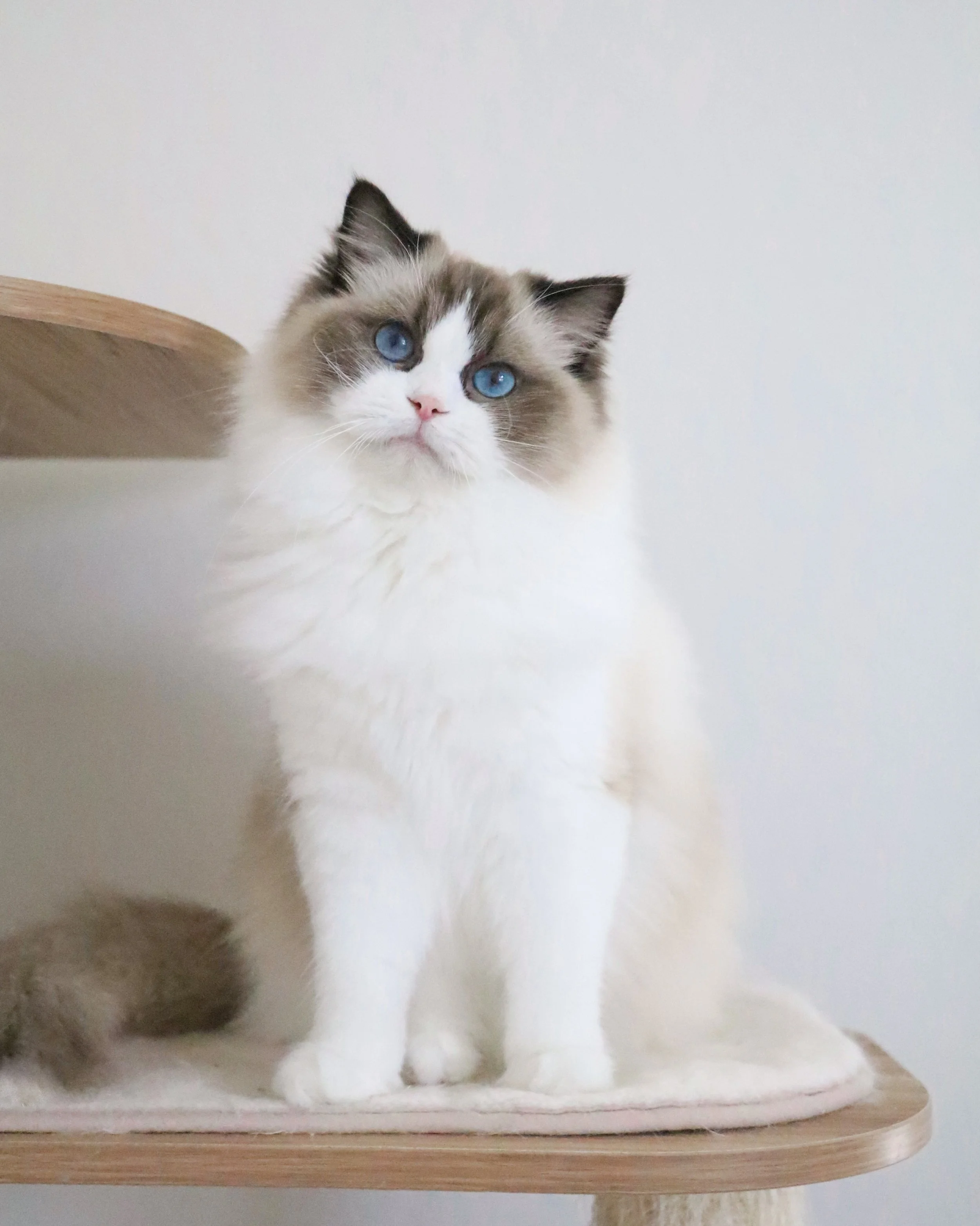 Cora-6.JPG