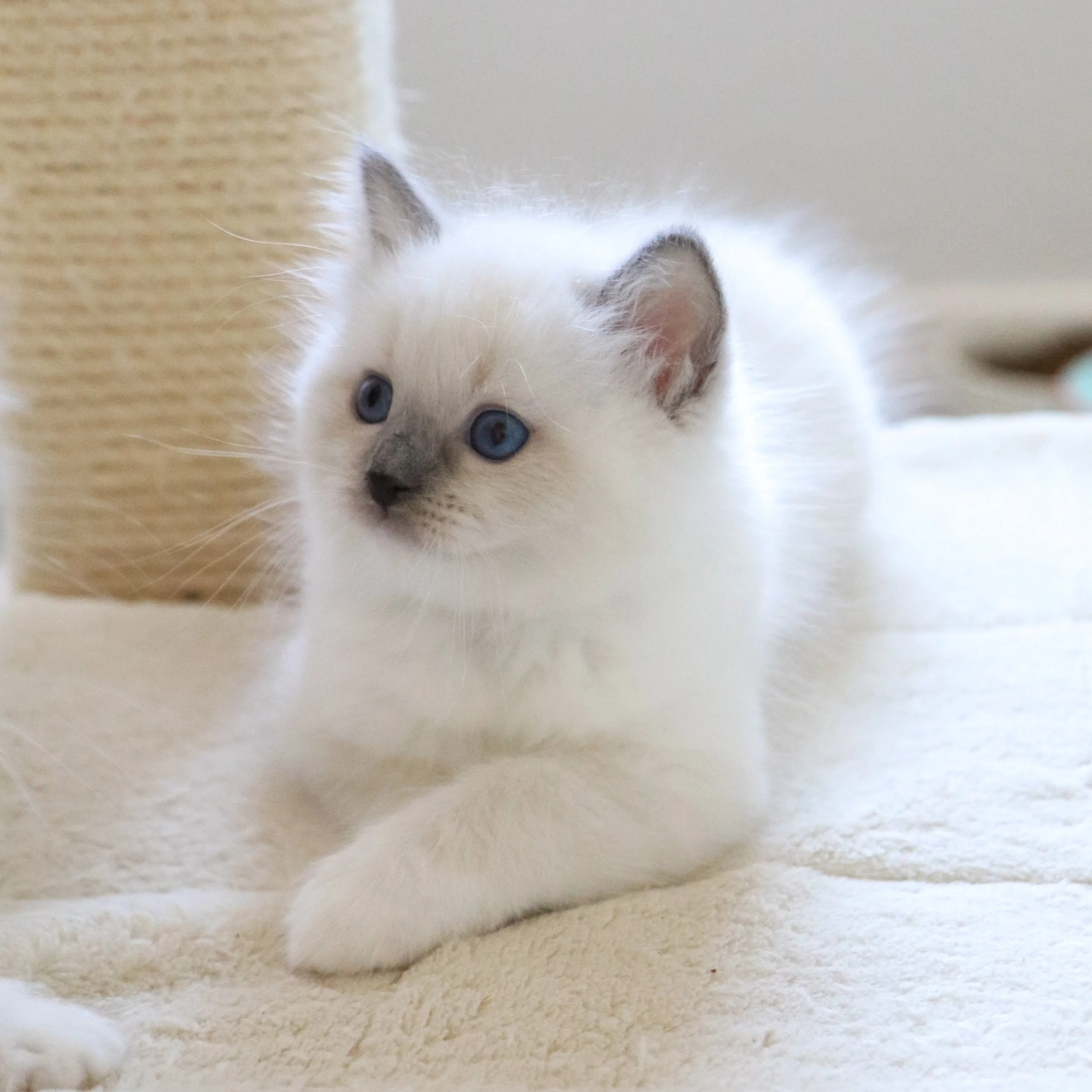 Blue mitted Ragdoll kitten sitting on beige bed in front of scratching post