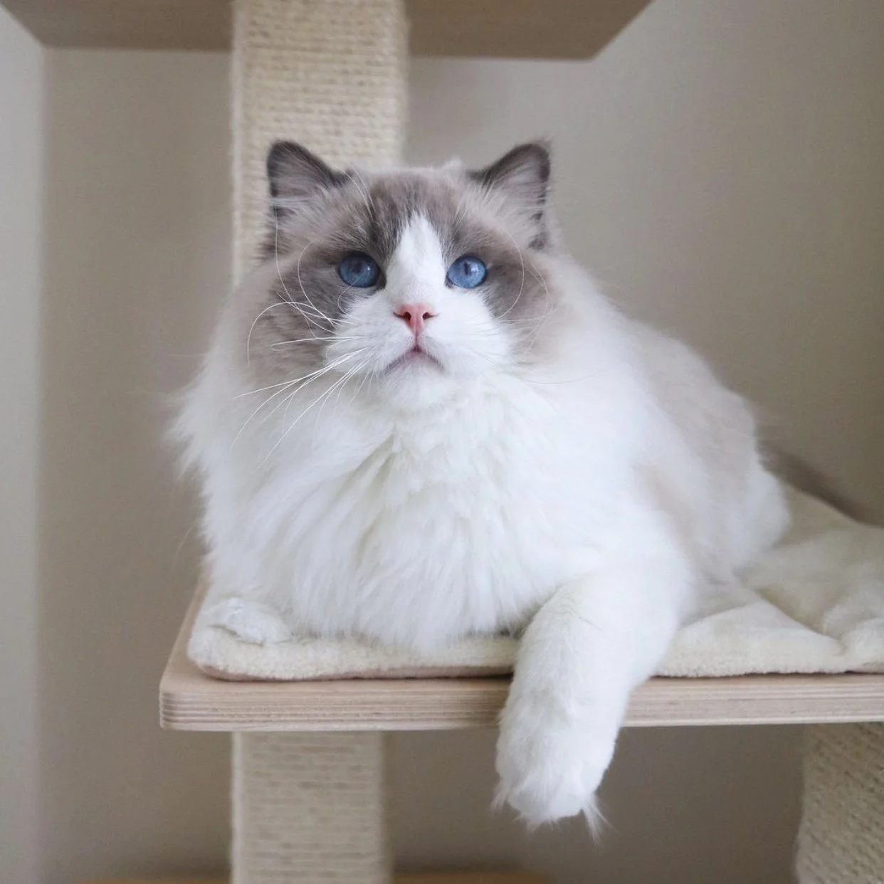 Our Stunning Male Ragdolls — Ragdoll Kittens For Sale | Ragdoll Breeder