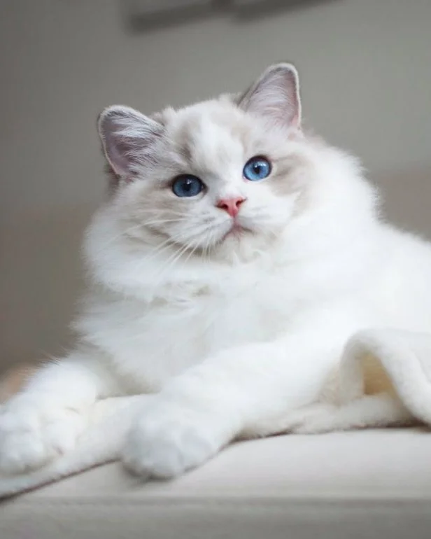 Blue lynx bicolor female Ragdoll cat sitting on a beige couch