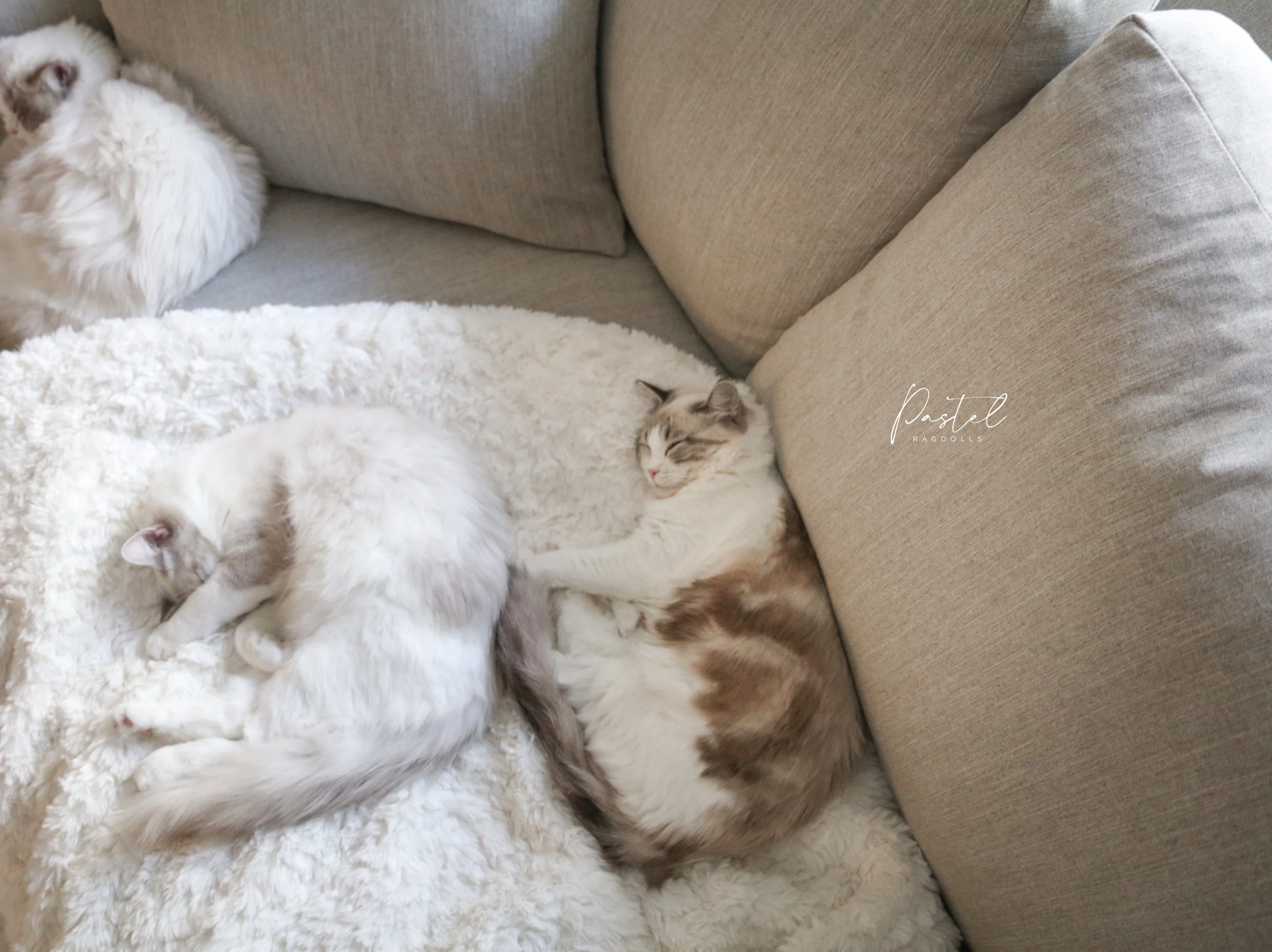 3 Ragdoll cats sleeping and snuggling on a white soft blanket on top of a beige couch
