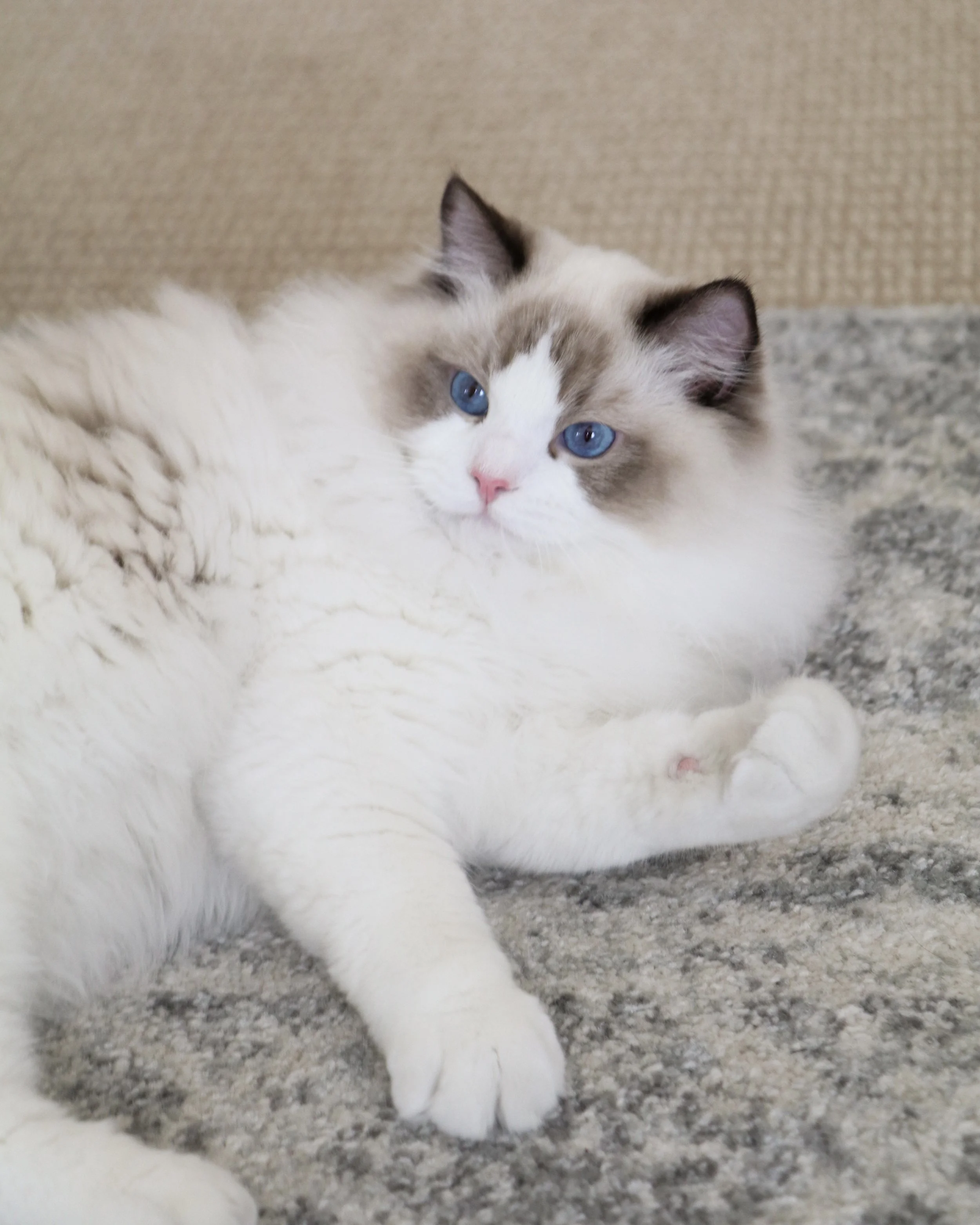 Seal Bicolor male Ragdoll cat sitting on grey and white rug with beige carpet in the background