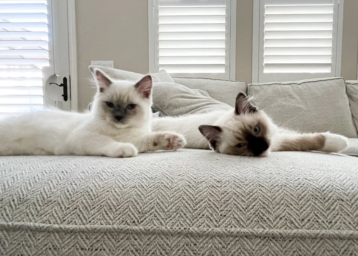 Are Two Ragdoll Kittens Better Than One? - Adopting Littermates ...