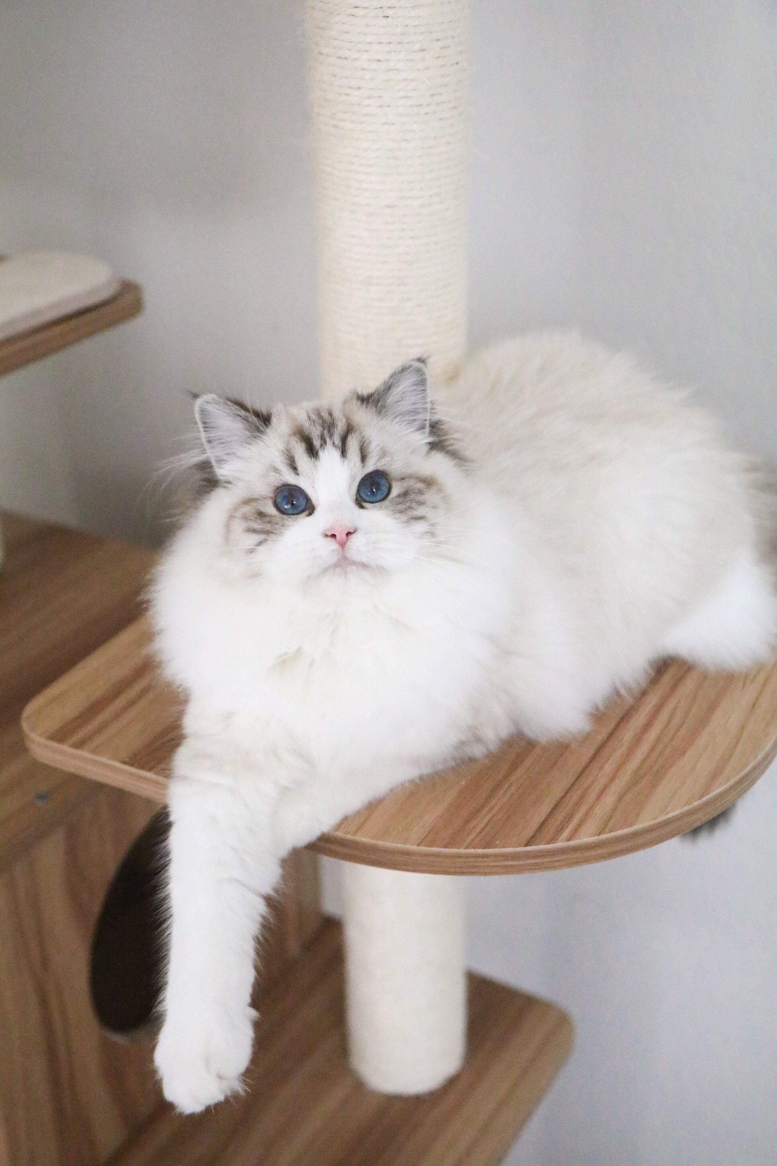 Our Beautiful Female Ragdolls — Ragdoll Kittens For Sale | Ragdoll Breeder