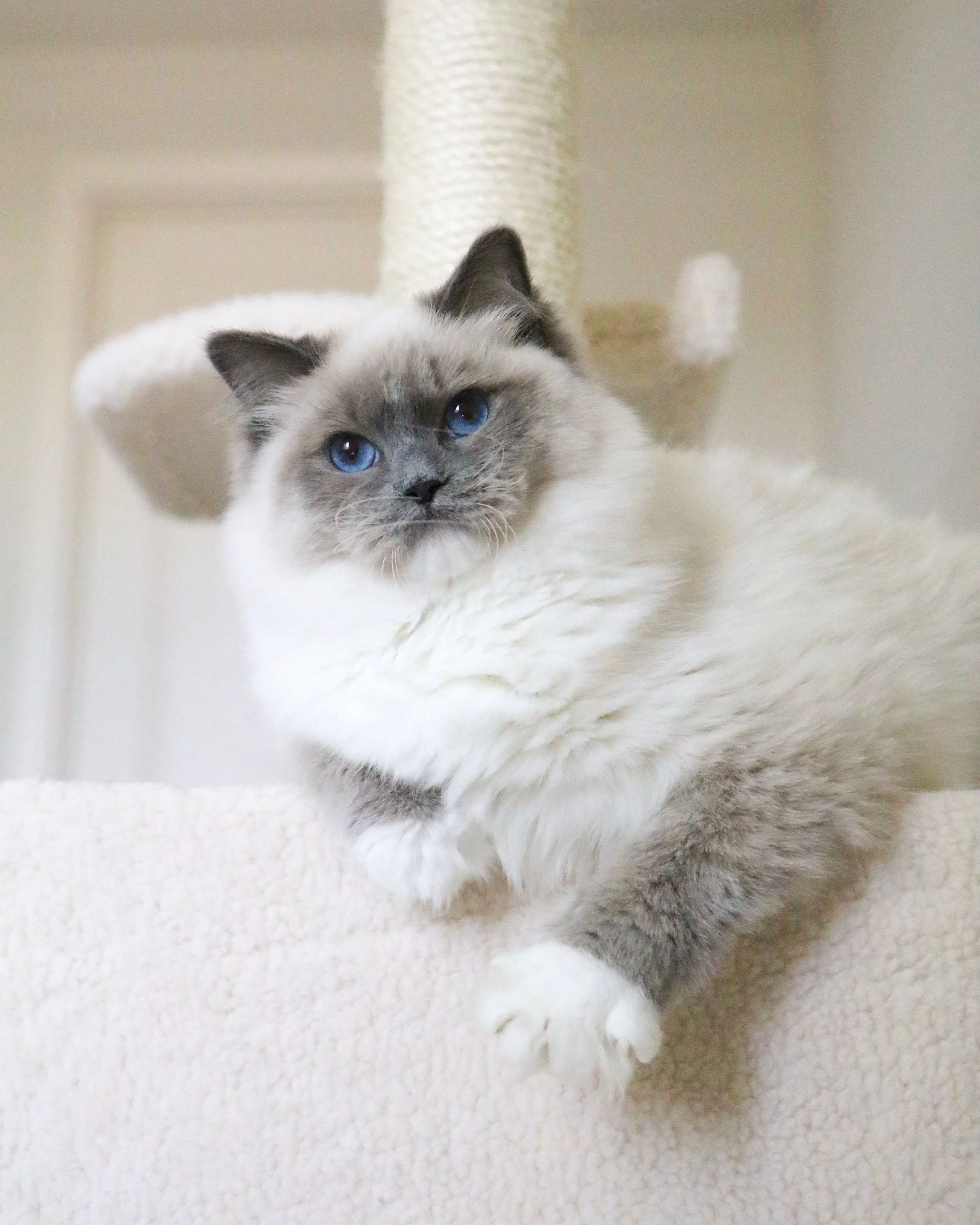 Female blue mitted Ragdoll cat sitting on beige cat condo