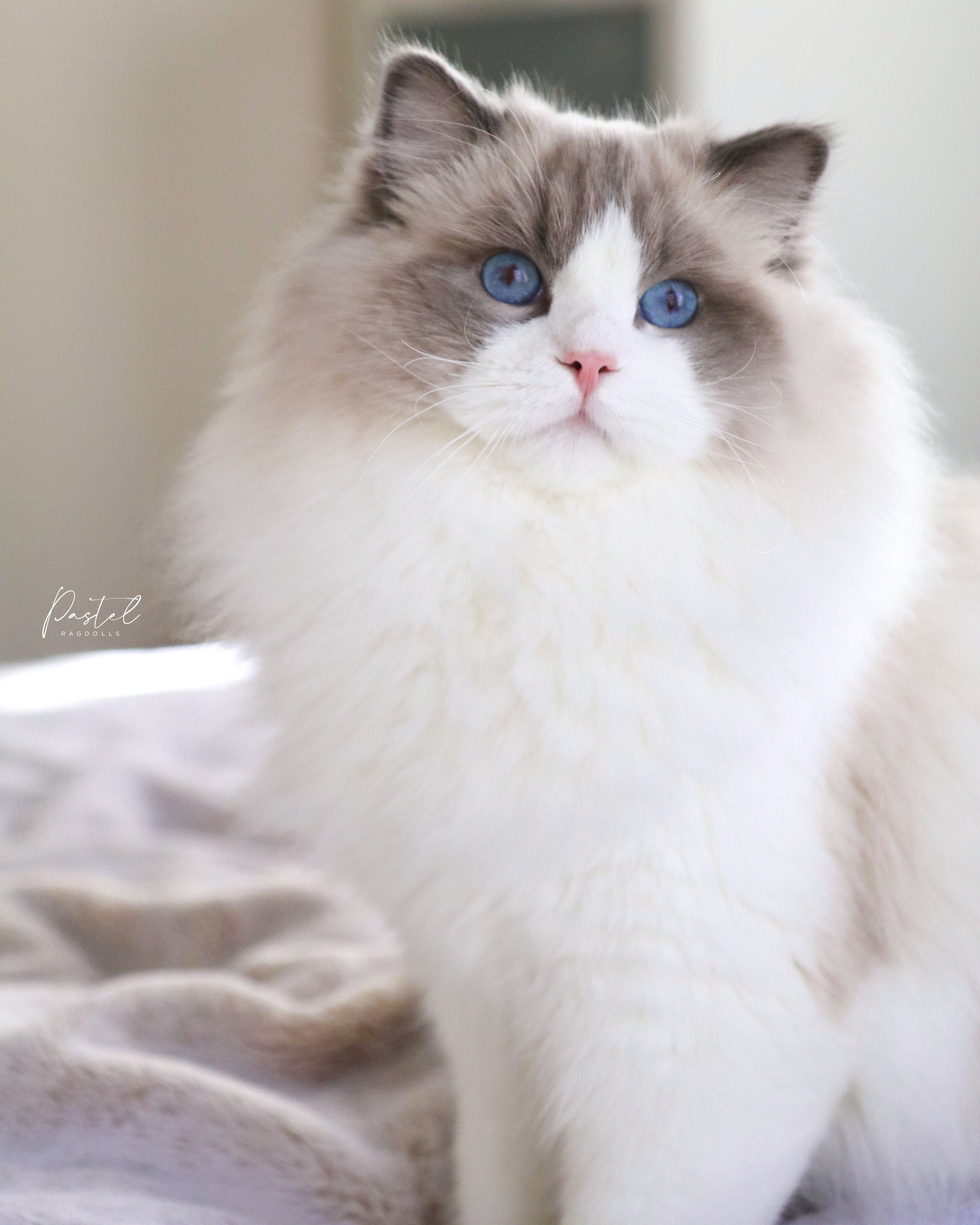Blue bicolor Ragdoll male sitting on bed with grey blanket