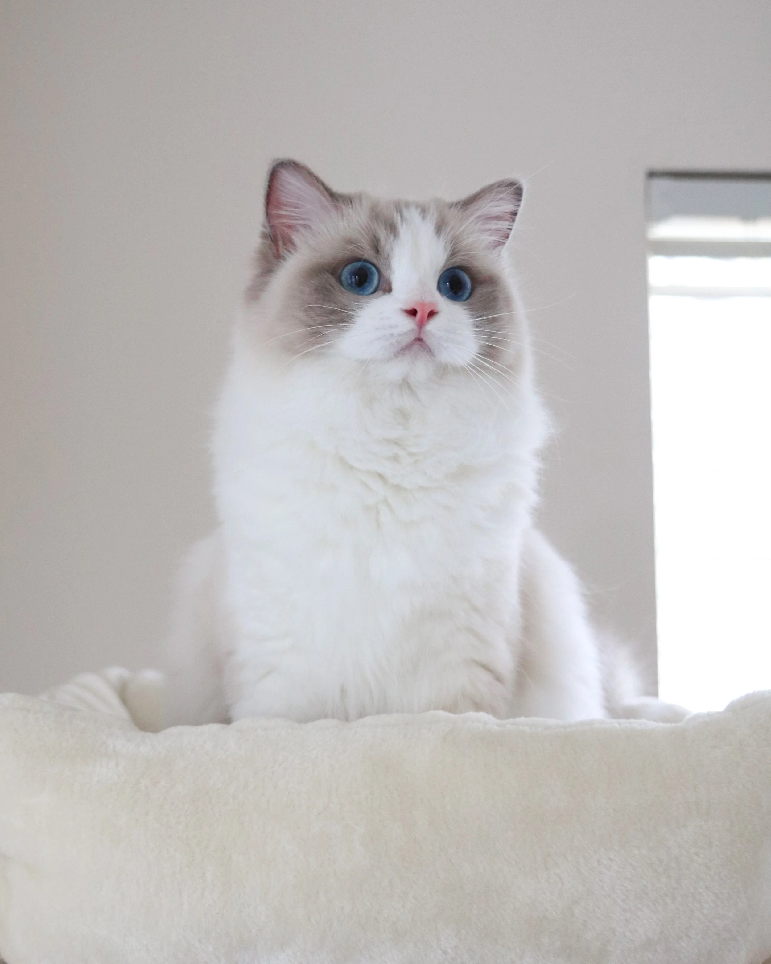 Blue bicolor female Ragdoll cat sitting on beige bed